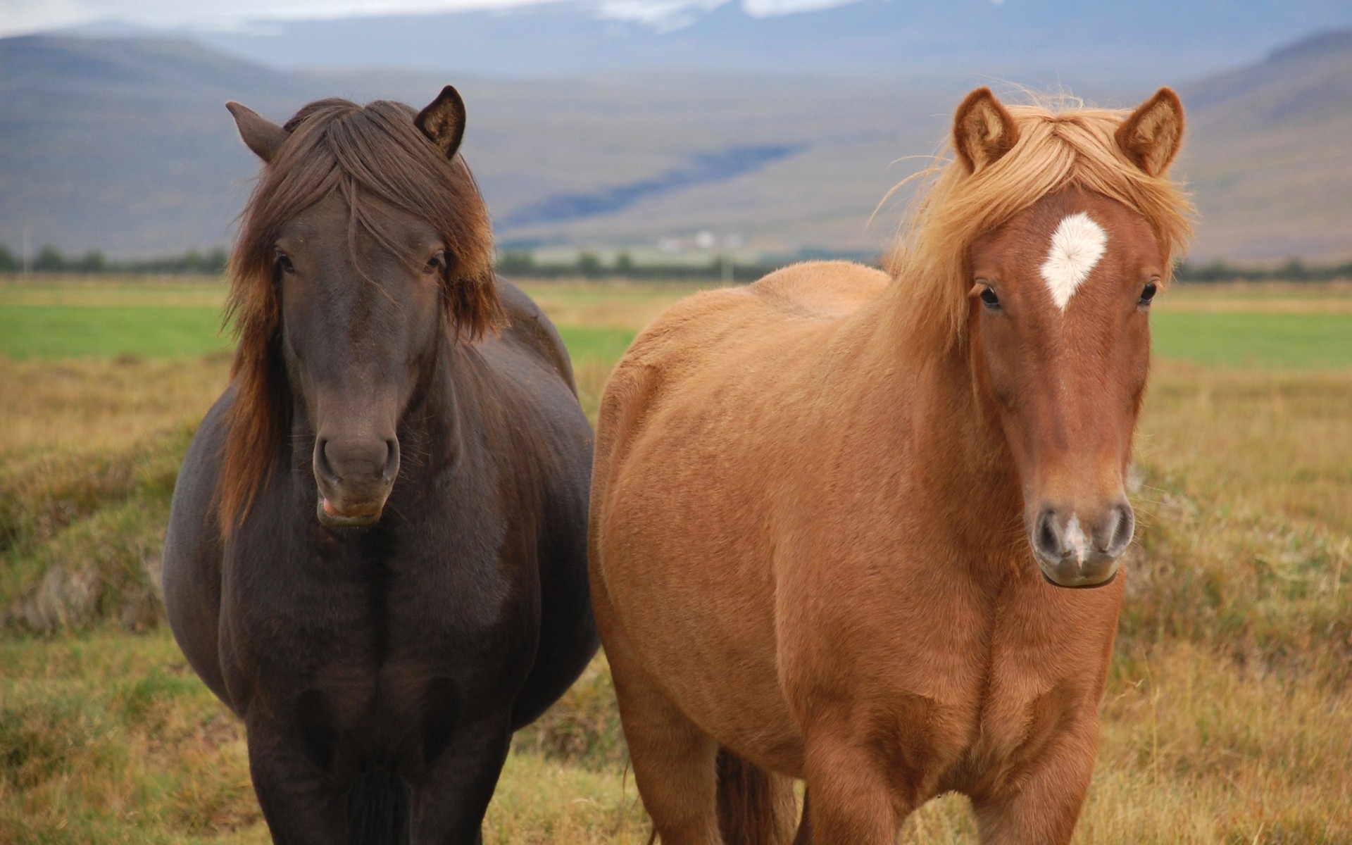Семейная пара лошадей