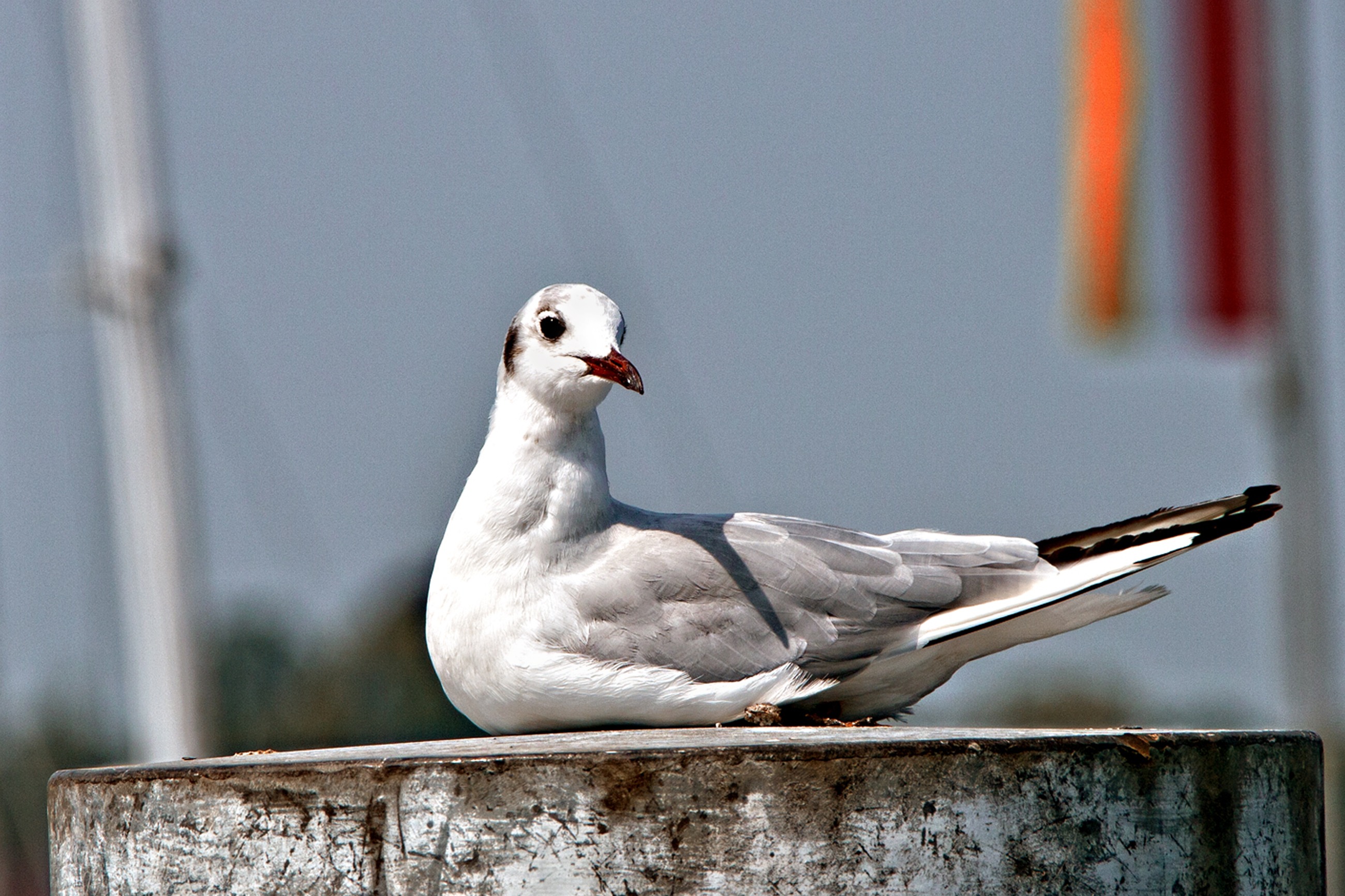 Wallpapers bird wing seabird on the desktop