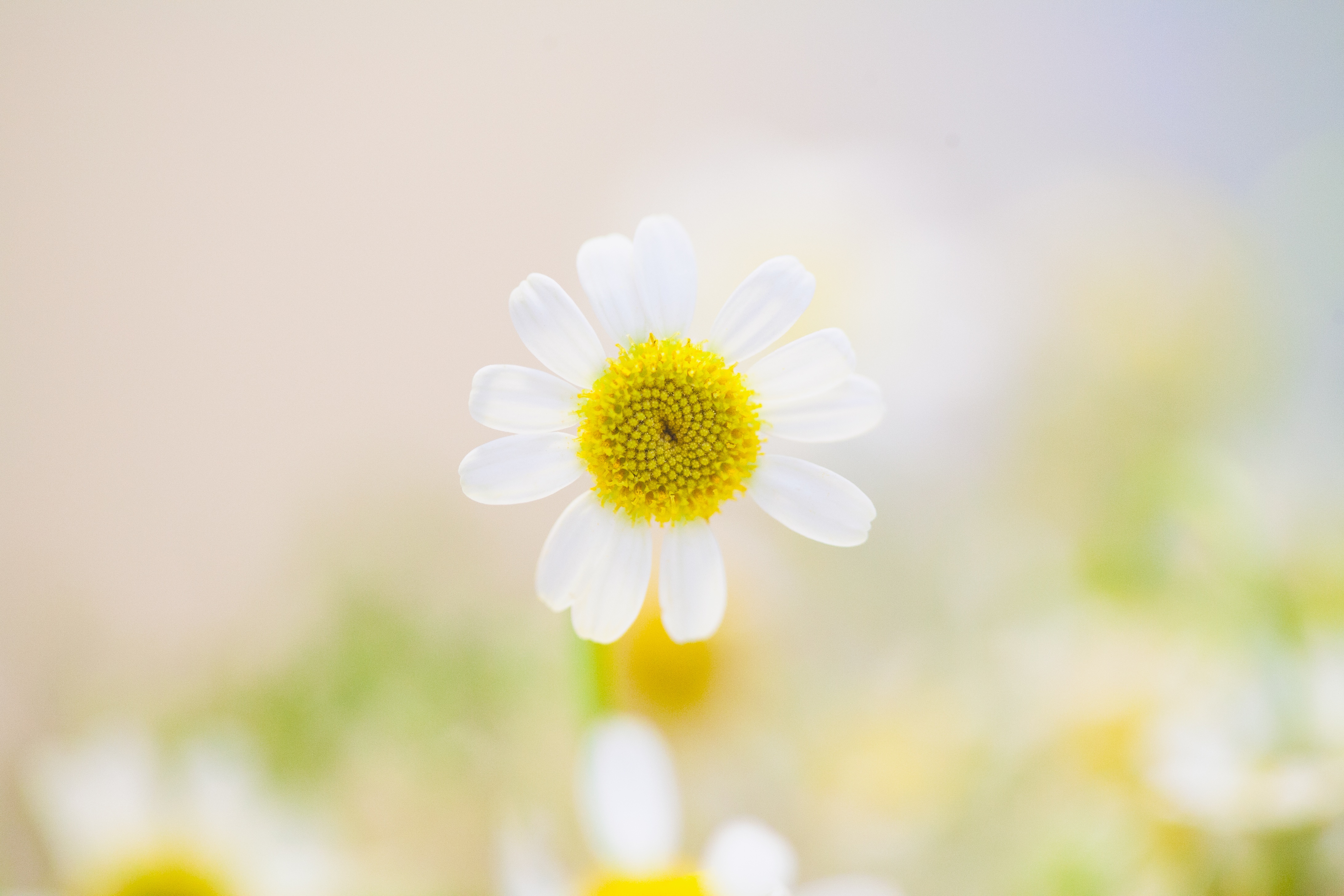 Free photo A little daisy flower