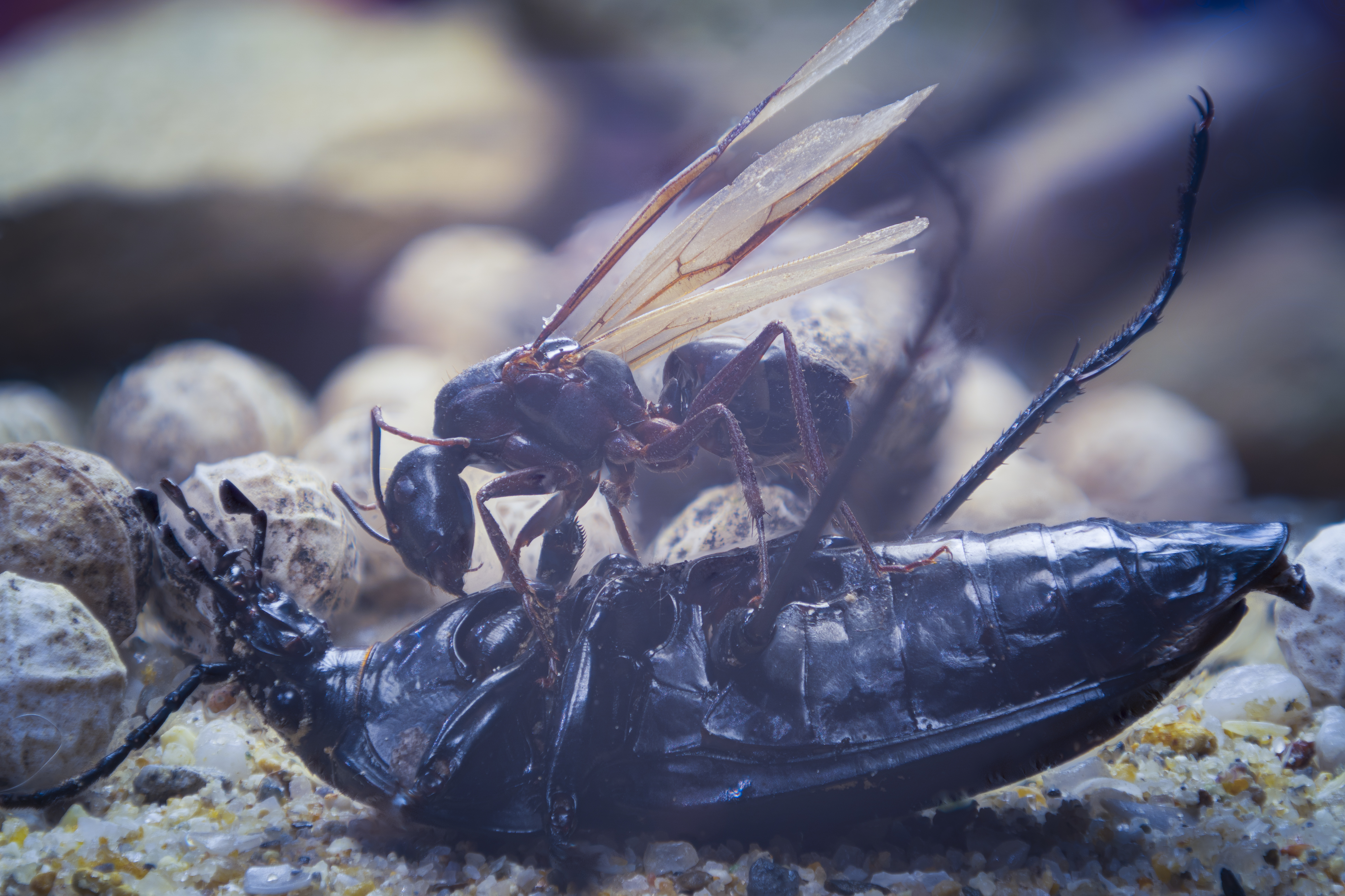 Wallpapers road wasp beetle bite on the desktop