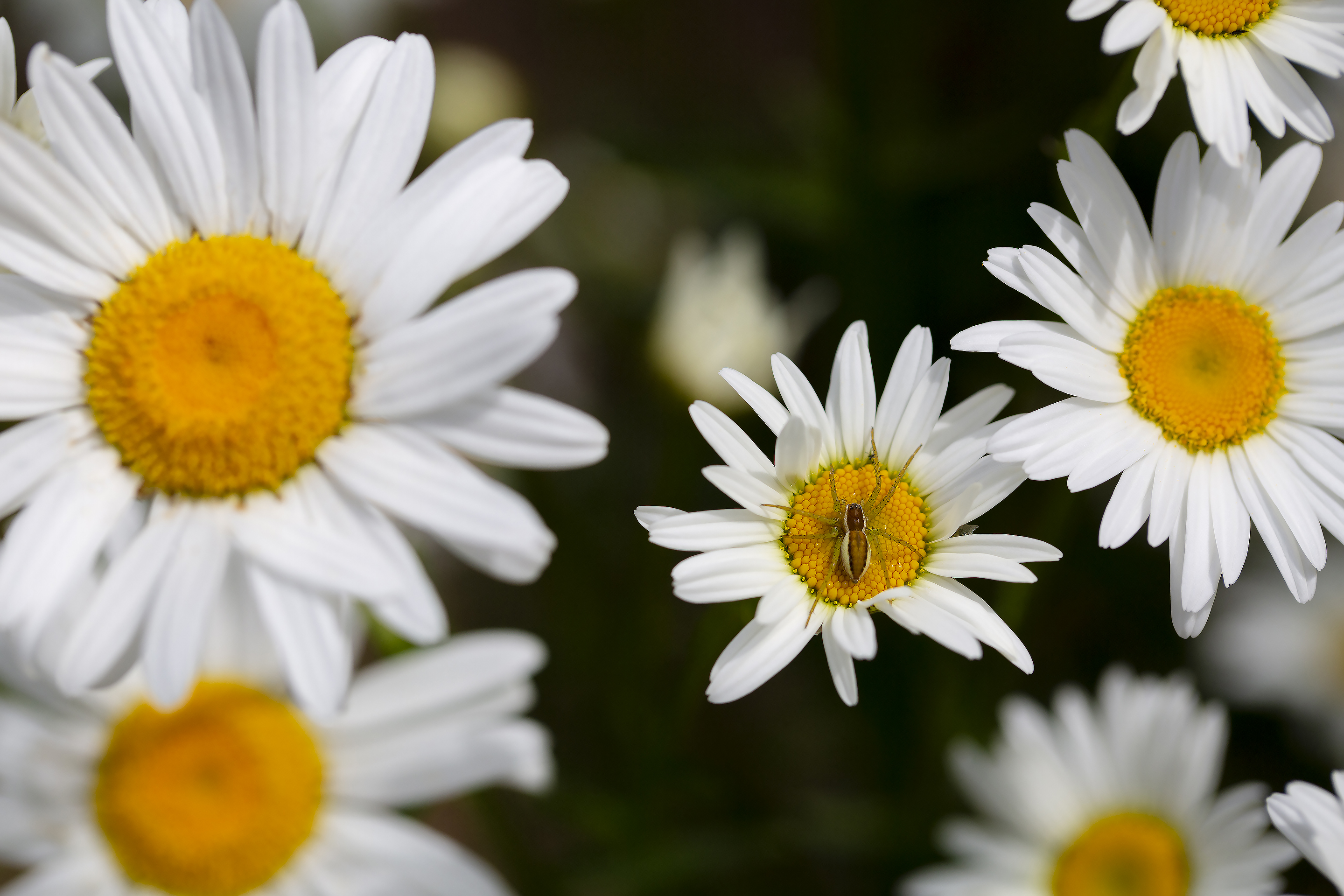 Бесплатное фото Белые полевые ромашки и паук-бокоход