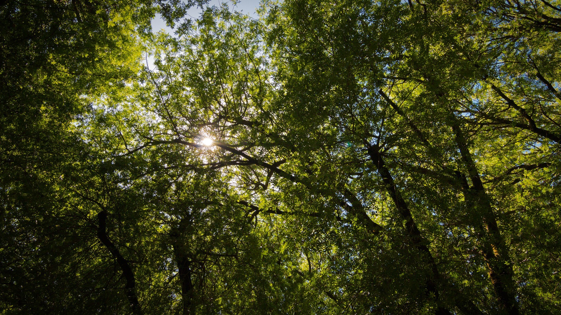 Сквозь листву