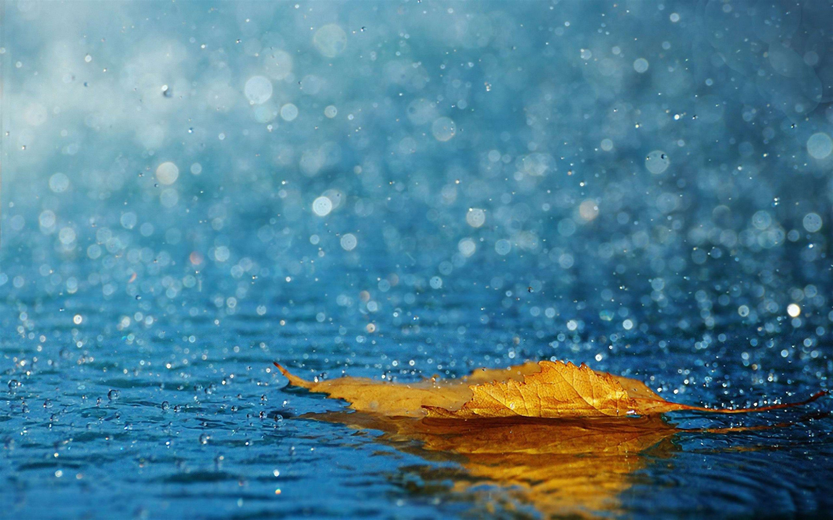 桌面上的壁纸片材 雨水 落叶