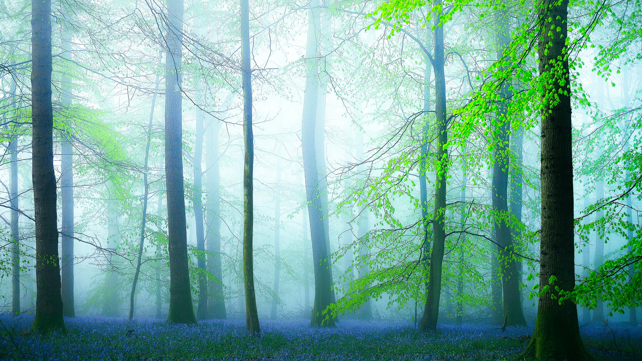 Fairy forest with flowers