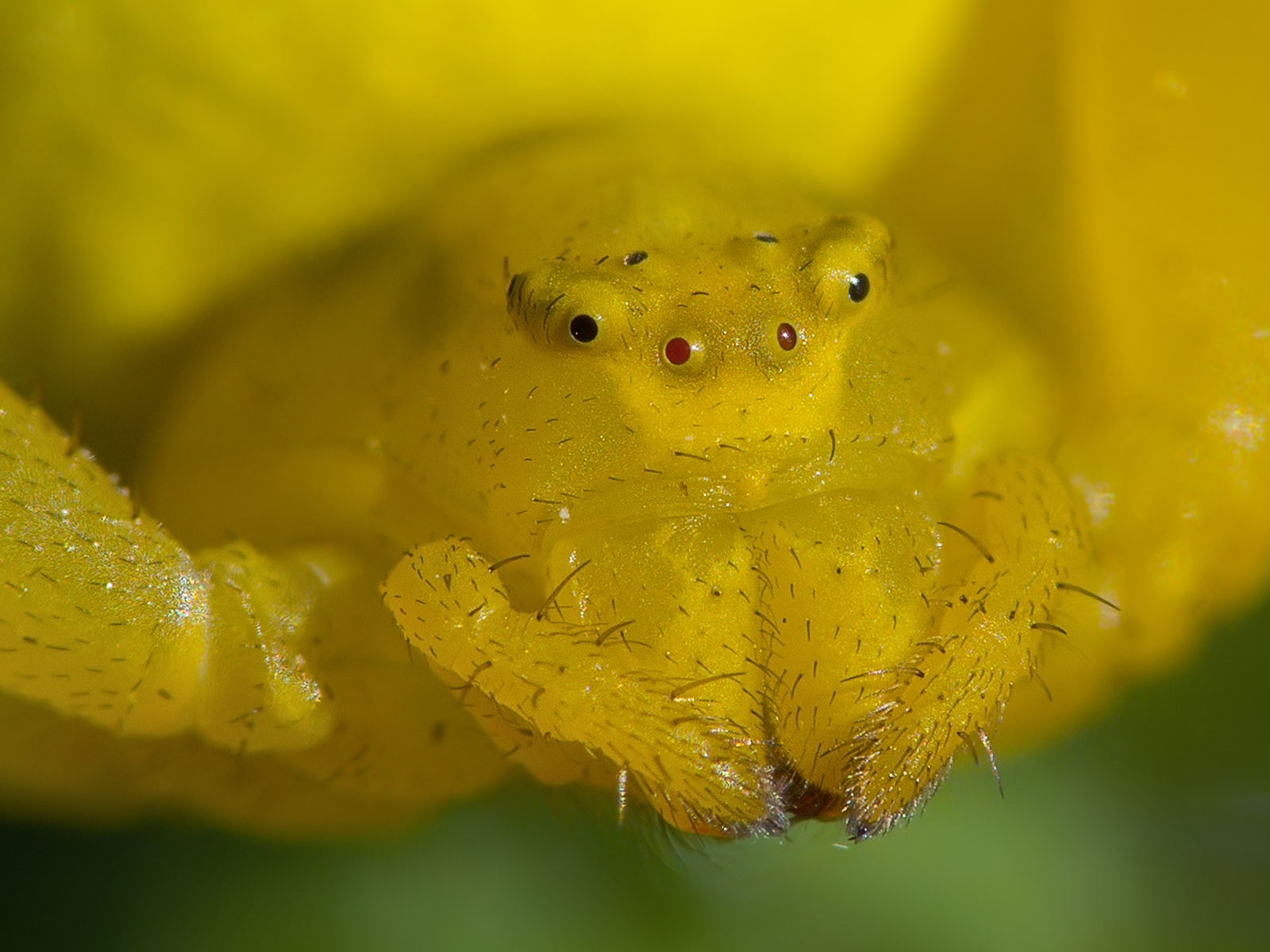 桌面上的壁纸光 狂野 夏季