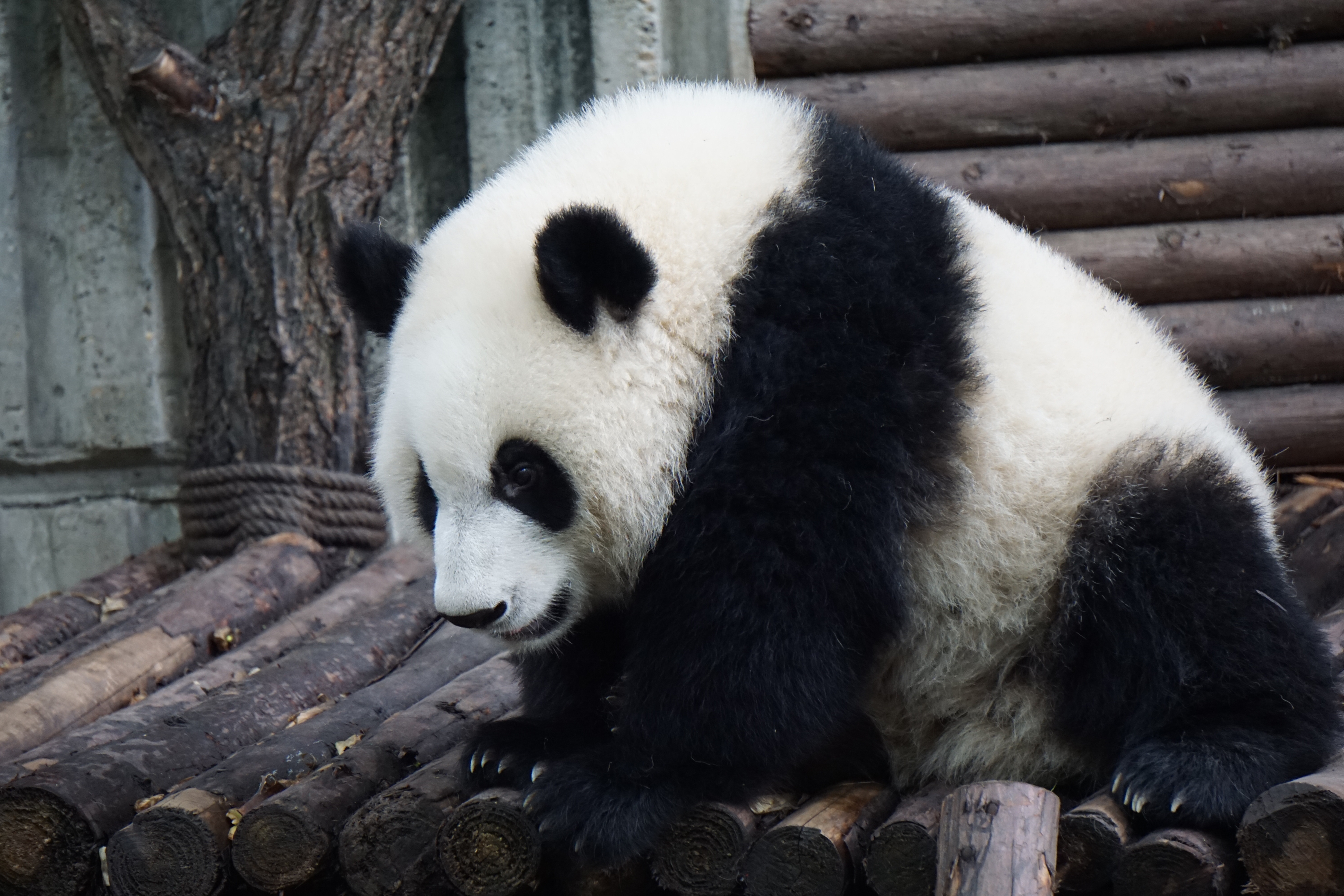 黑白相间、毛茸茸的熊猫
