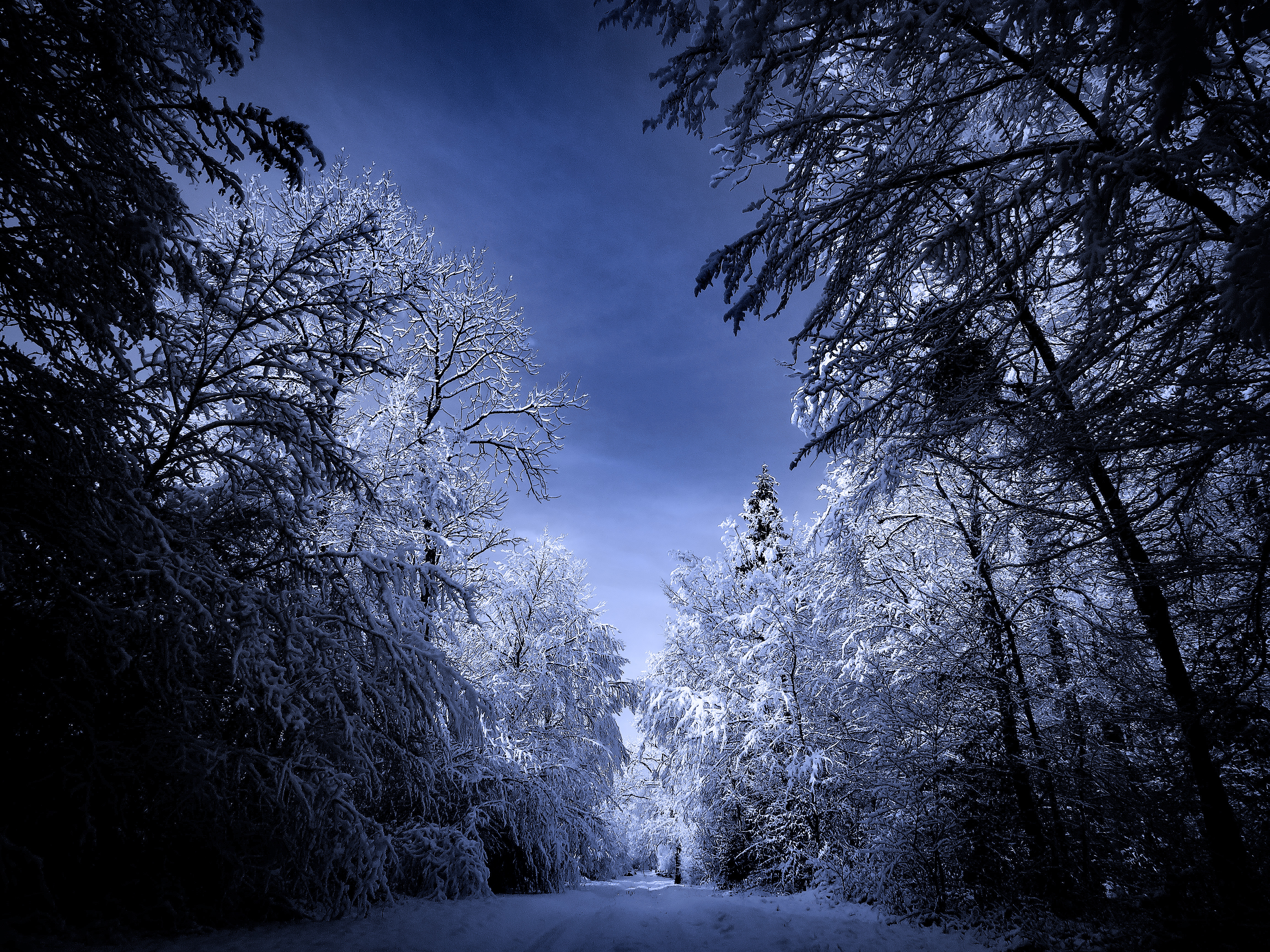 Wallpapers forest nature snow on the desktop