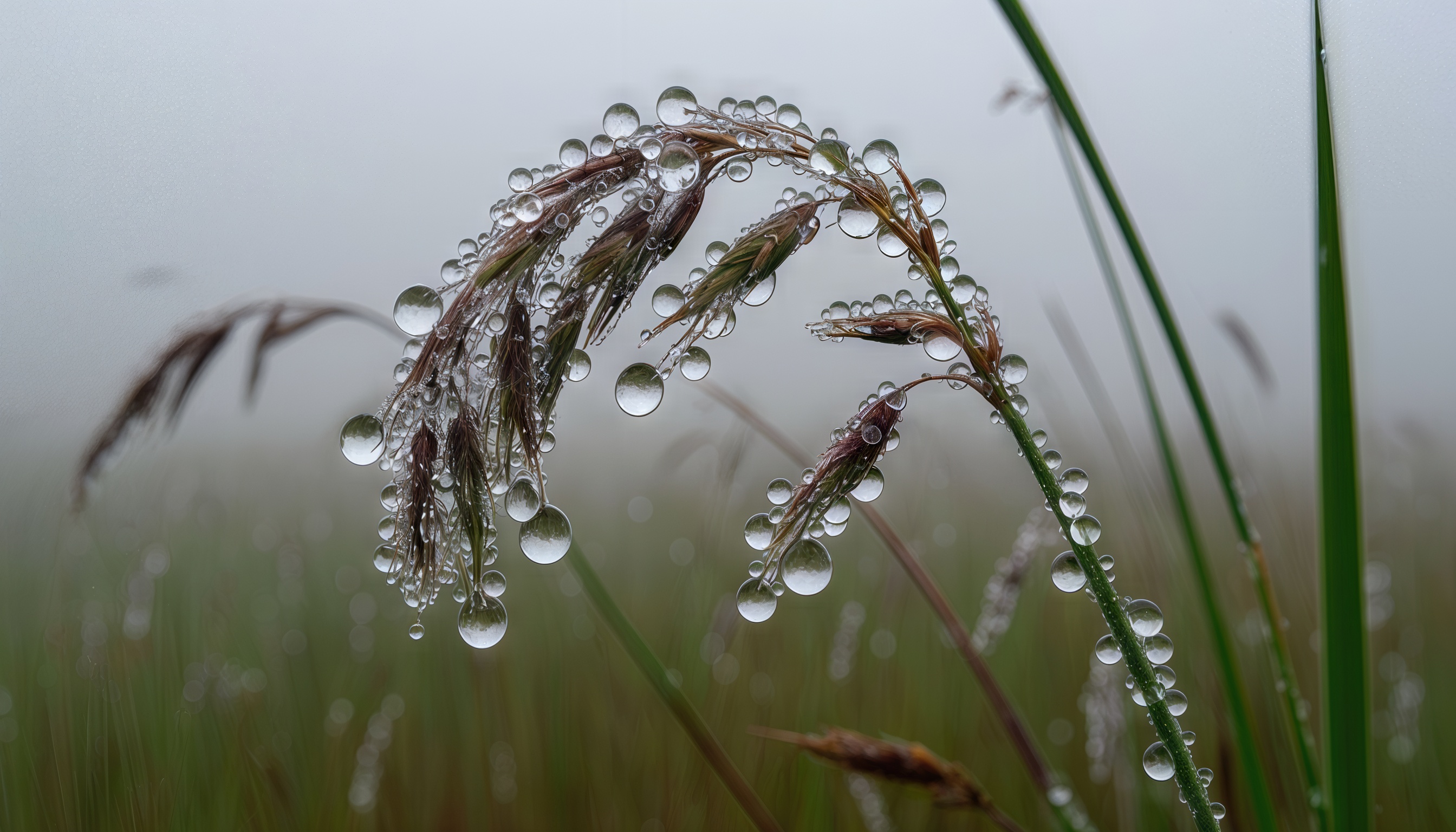 Бесплатное фото Капли воды на травинке на фоне тумана.