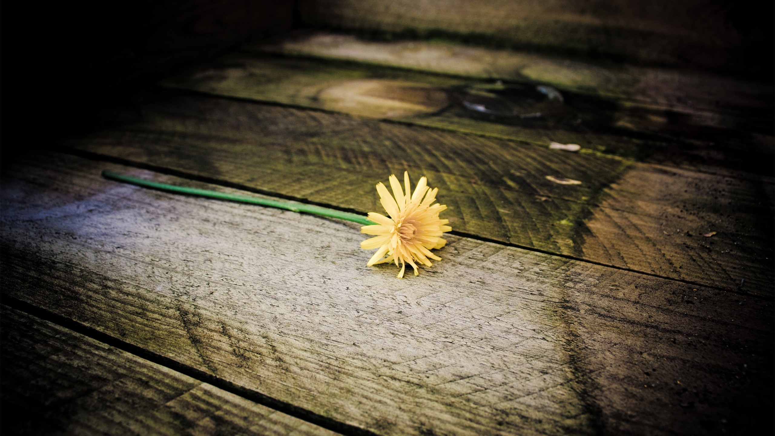 Одуванчик, лежащий на деревянной поверхности.