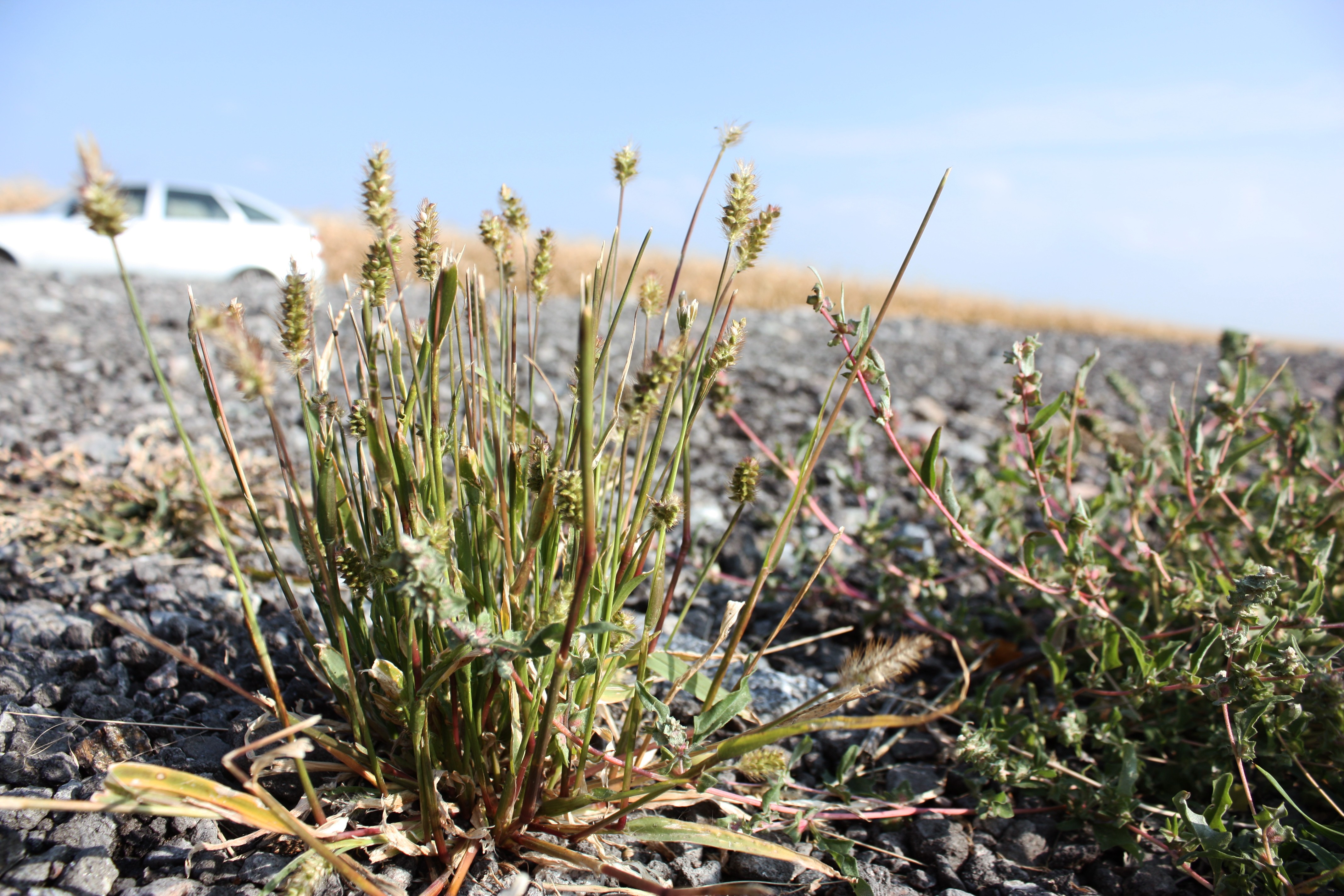 Wallpapers landscape nature grass on the desktop