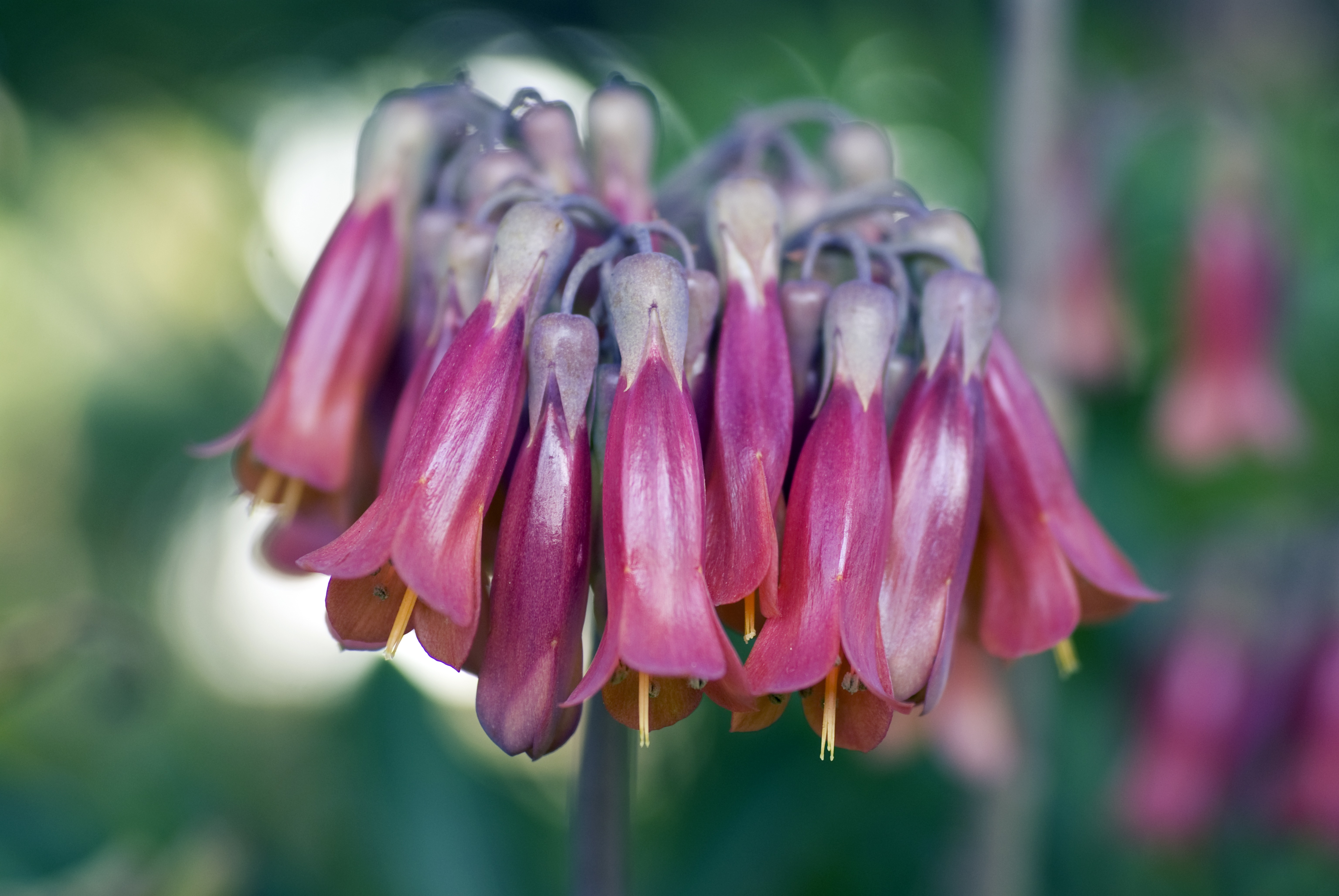 Wallpapers nature flower plant on the desktop