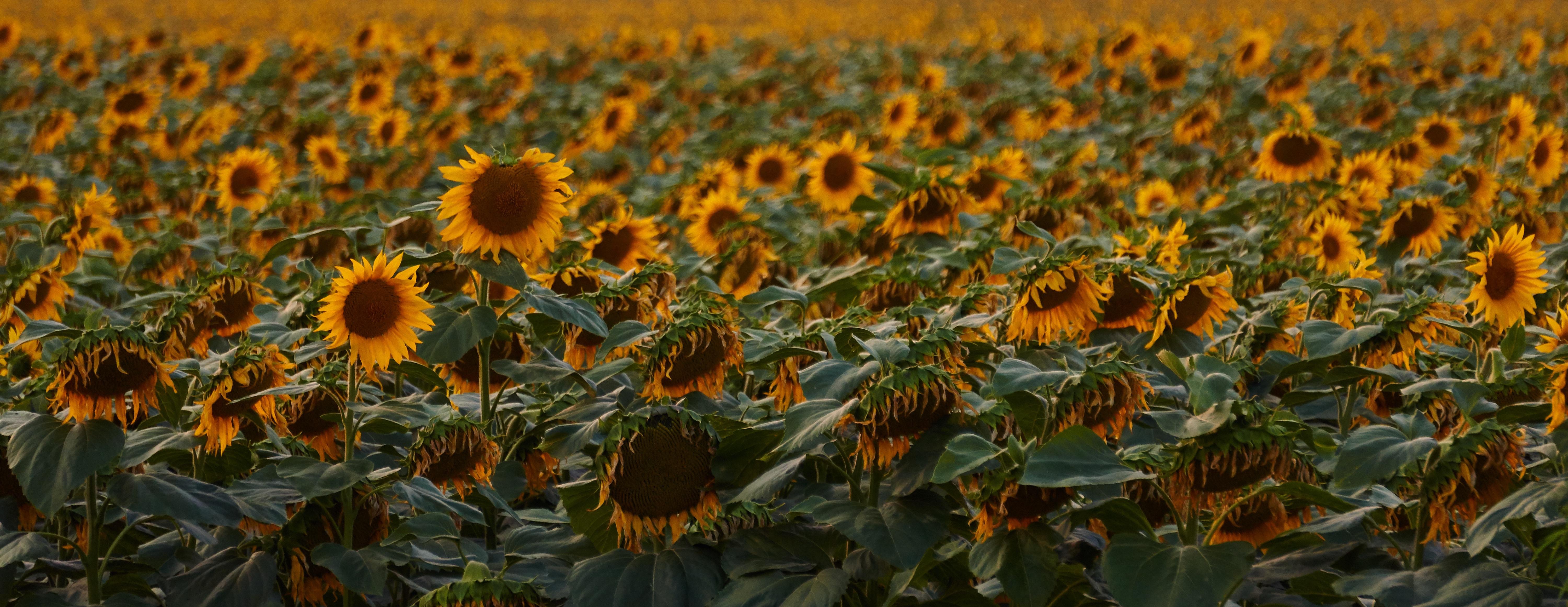 Free photo A large field of podcholneyaniacs