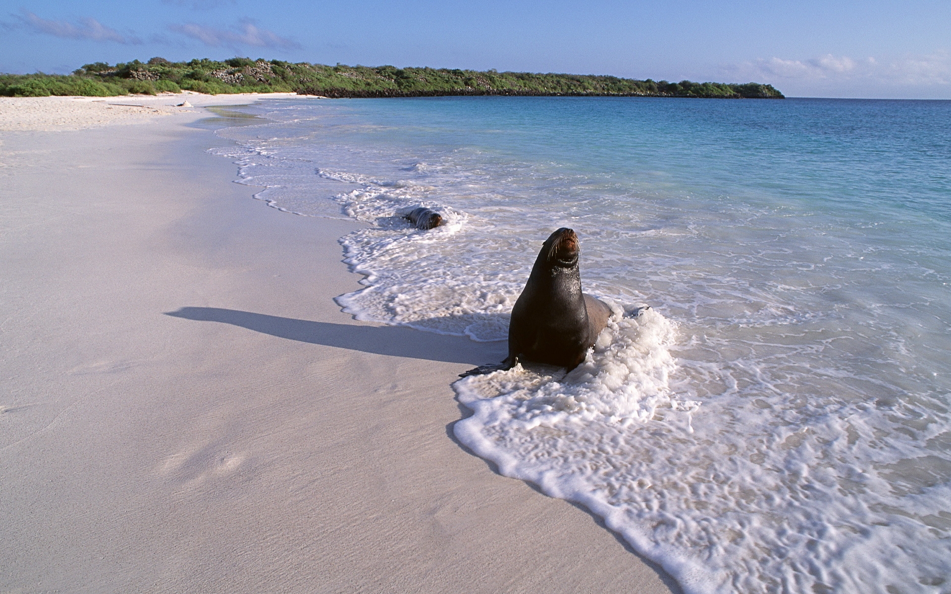 Free photo A Navy SEAL swam to the beach