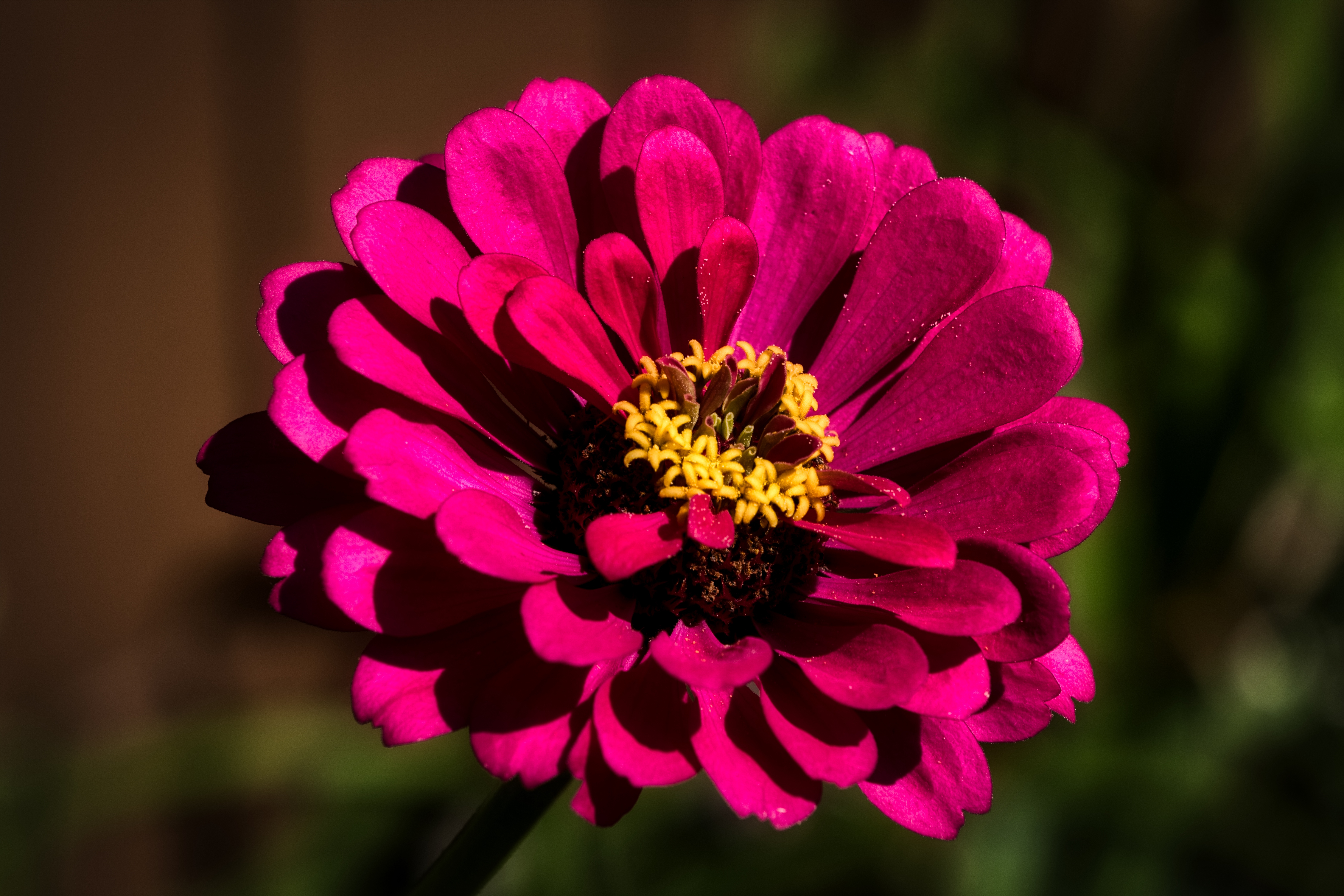 Free photo A big pink flower