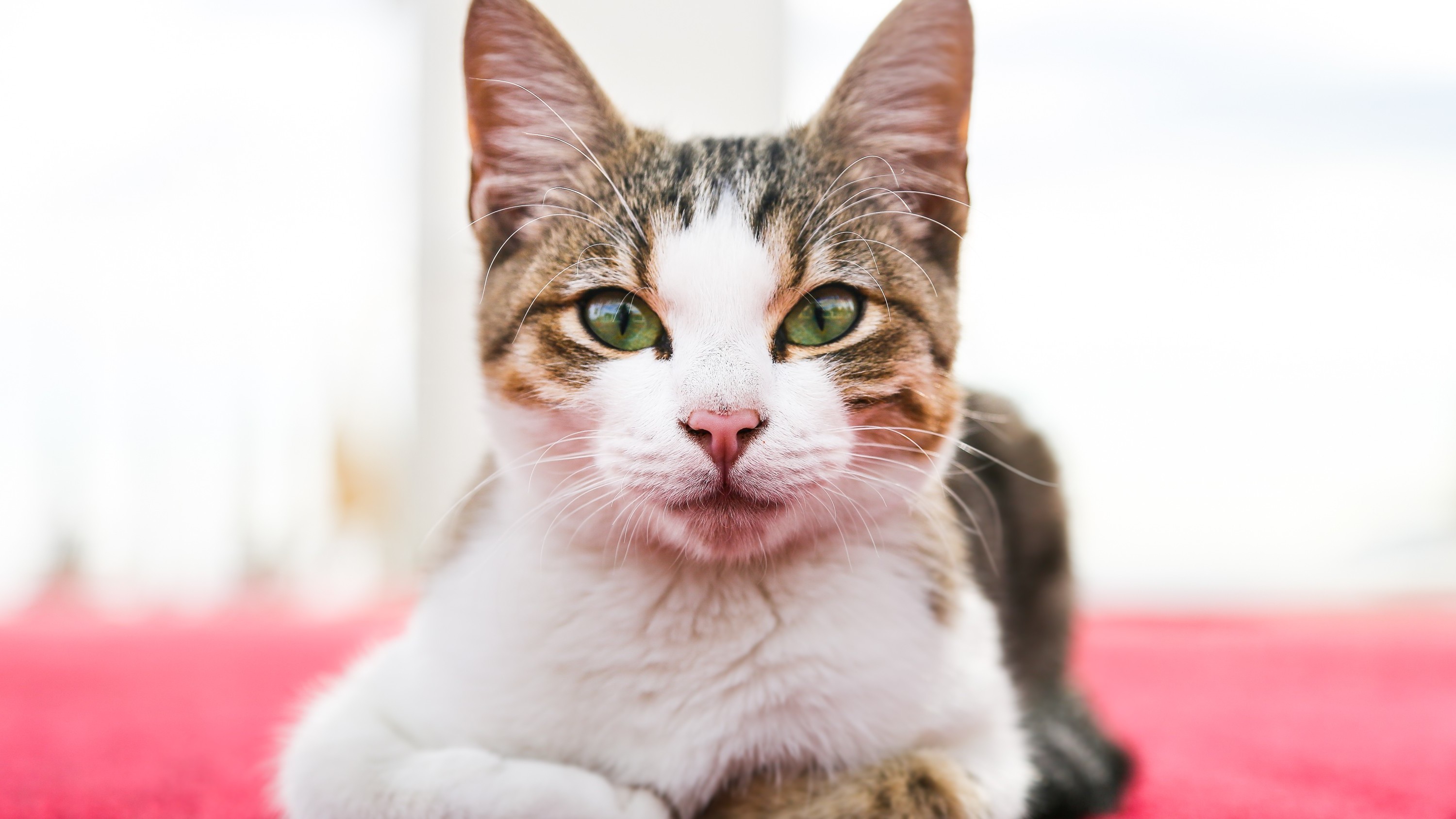 Free photo The green-eyed cat stares into the camera