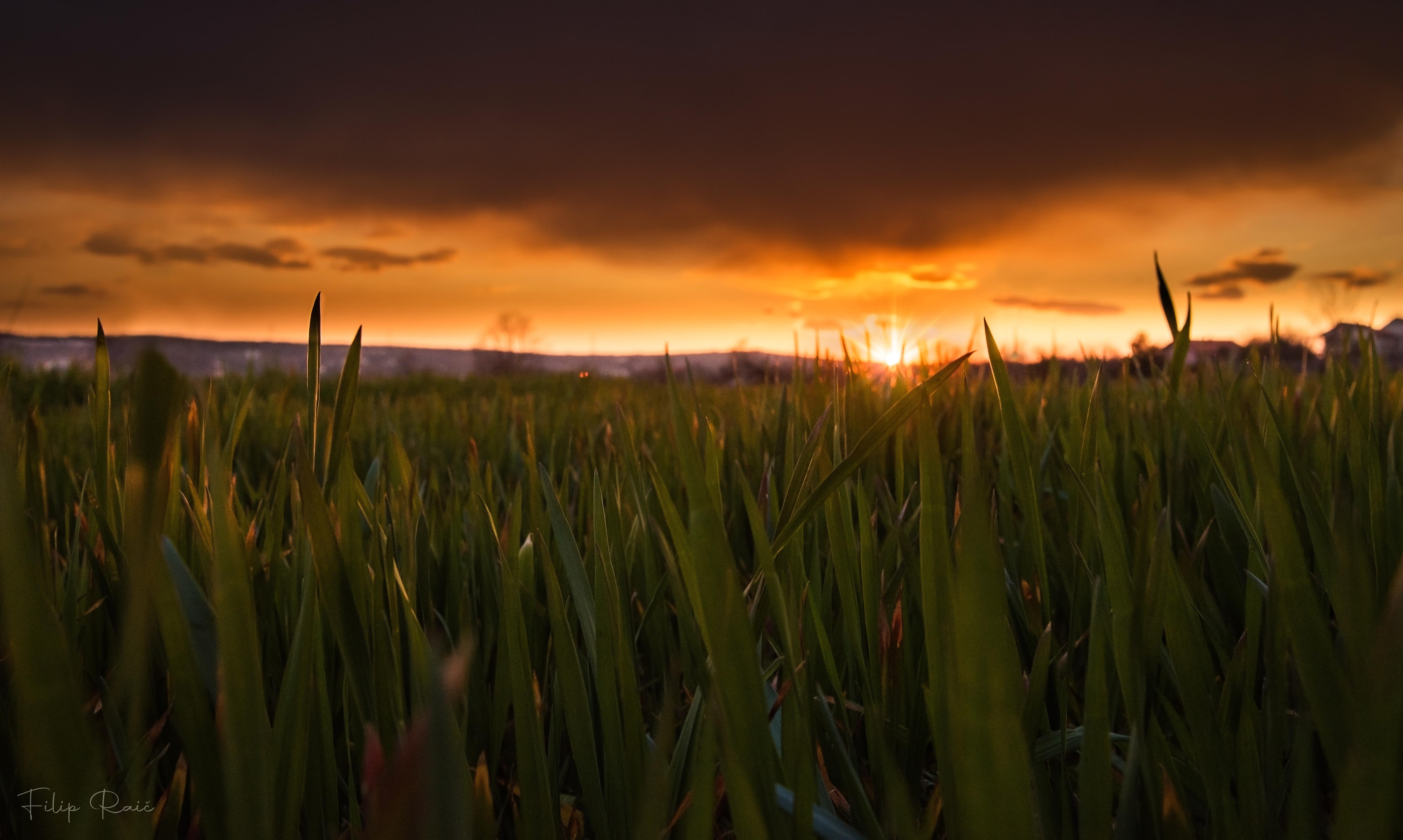 Free photo A field of green summer grass at sunset