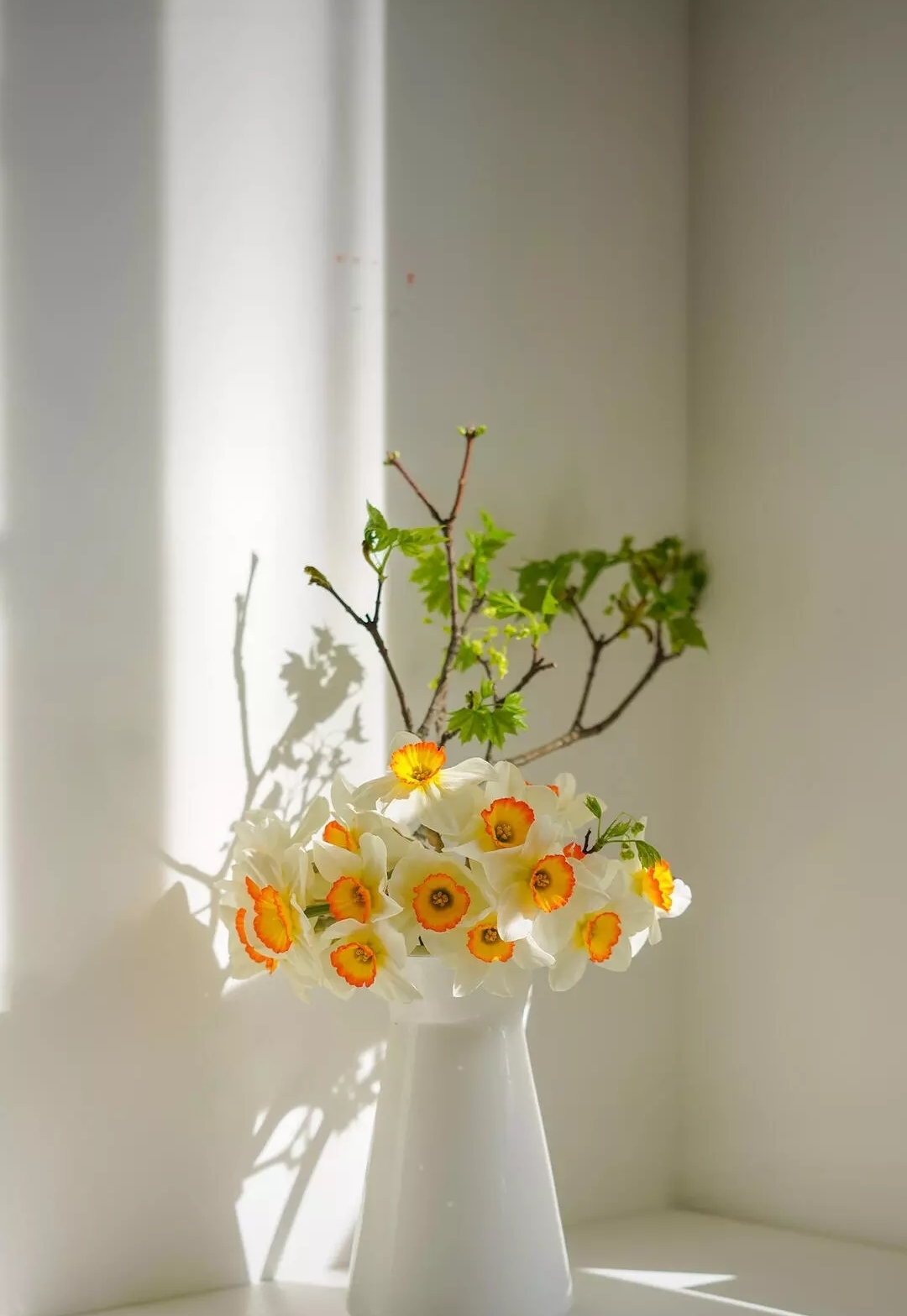 Free photo Daffodils in the rays of the sun