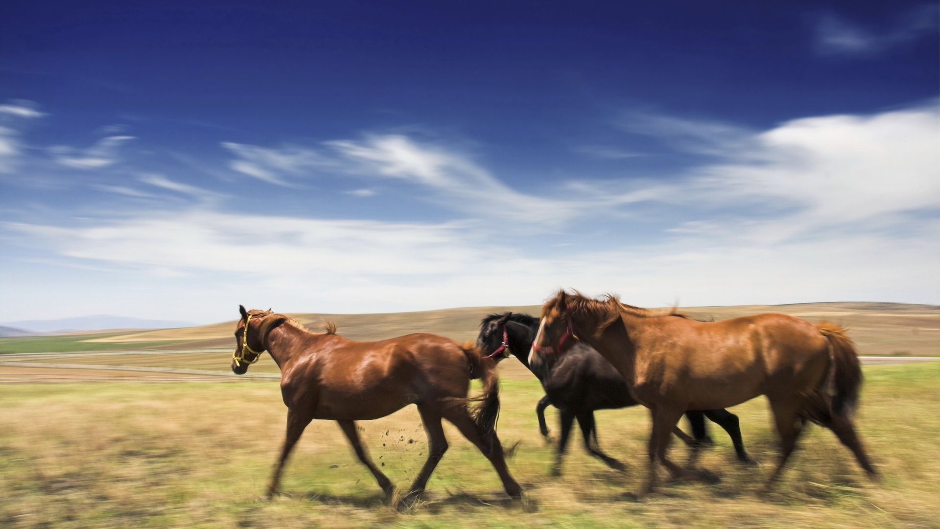 Wallpapers landscape horse grass on the desktop