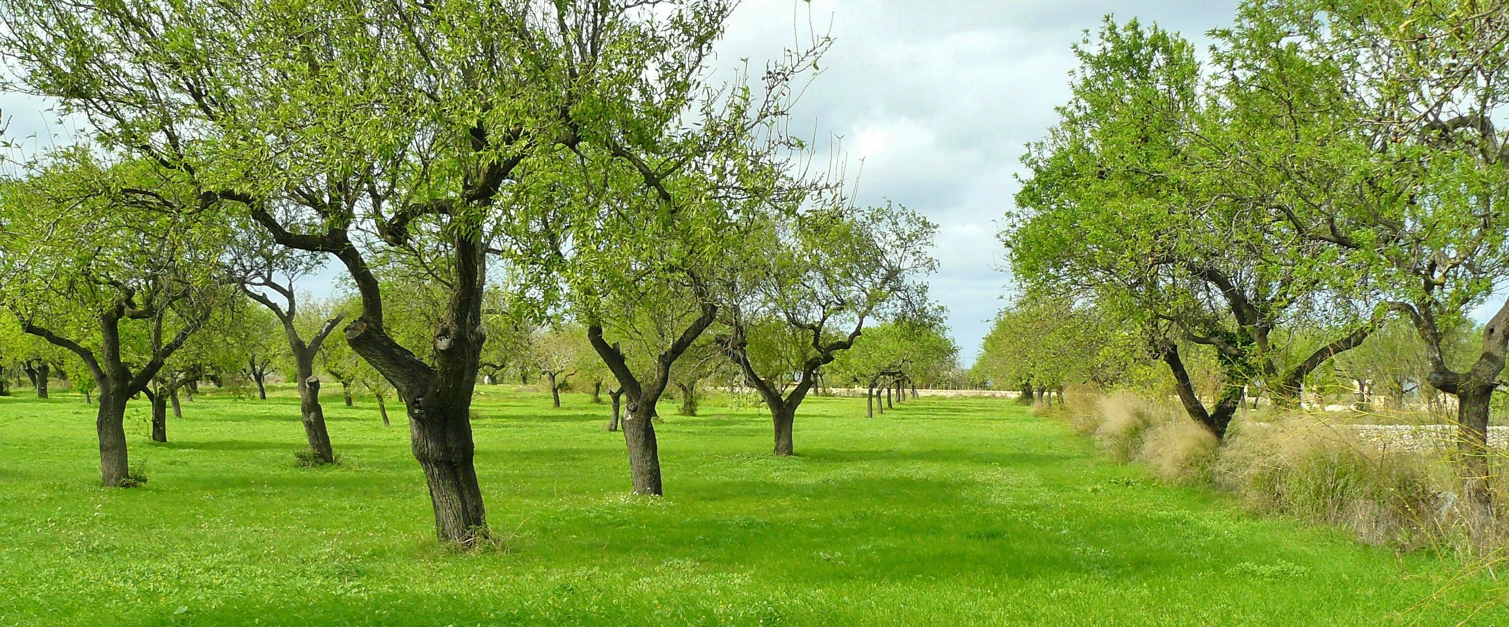 Wallpapers landscape tree nature on the desktop