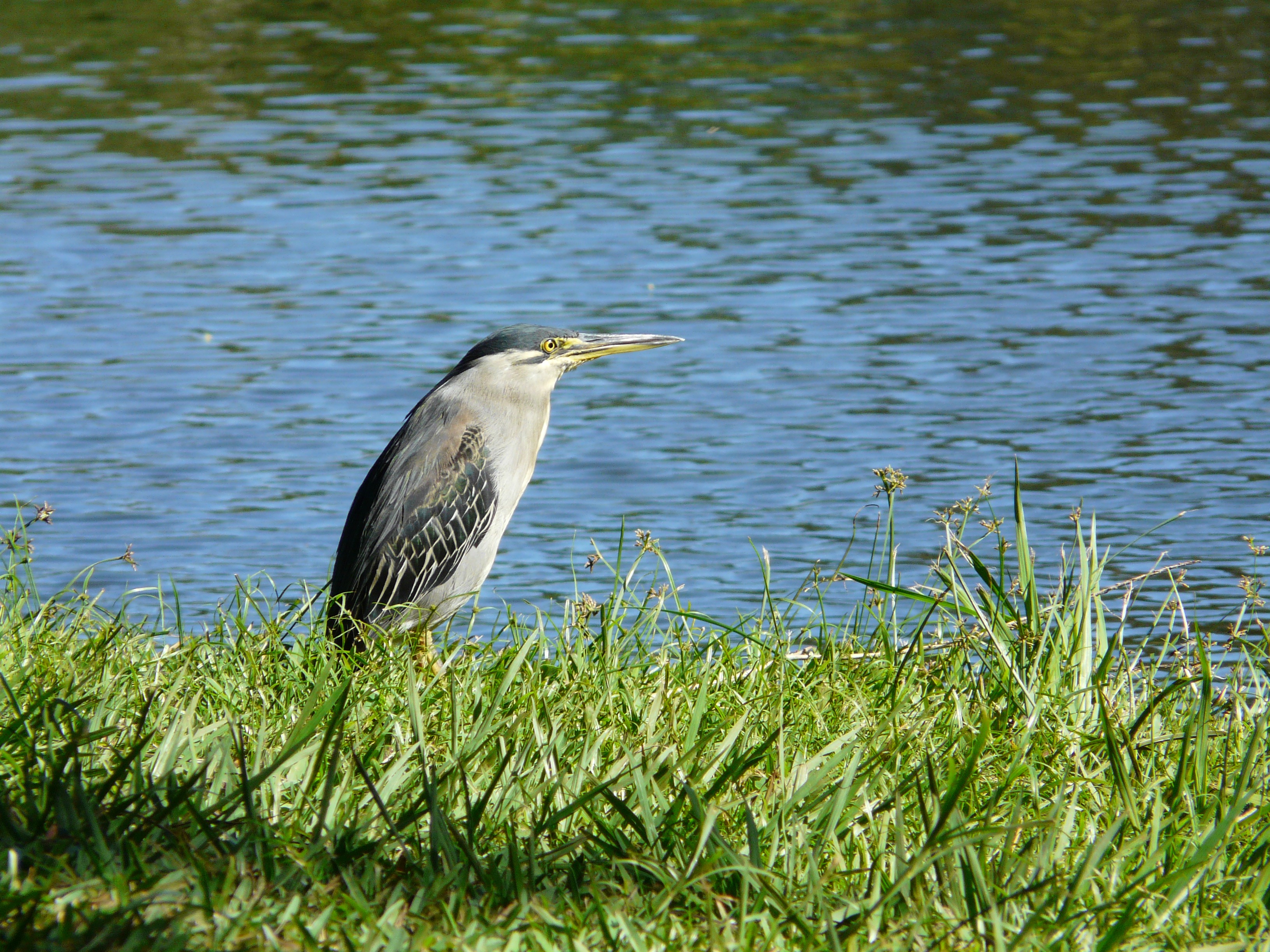 Wallpapers nature grass bird on the desktop