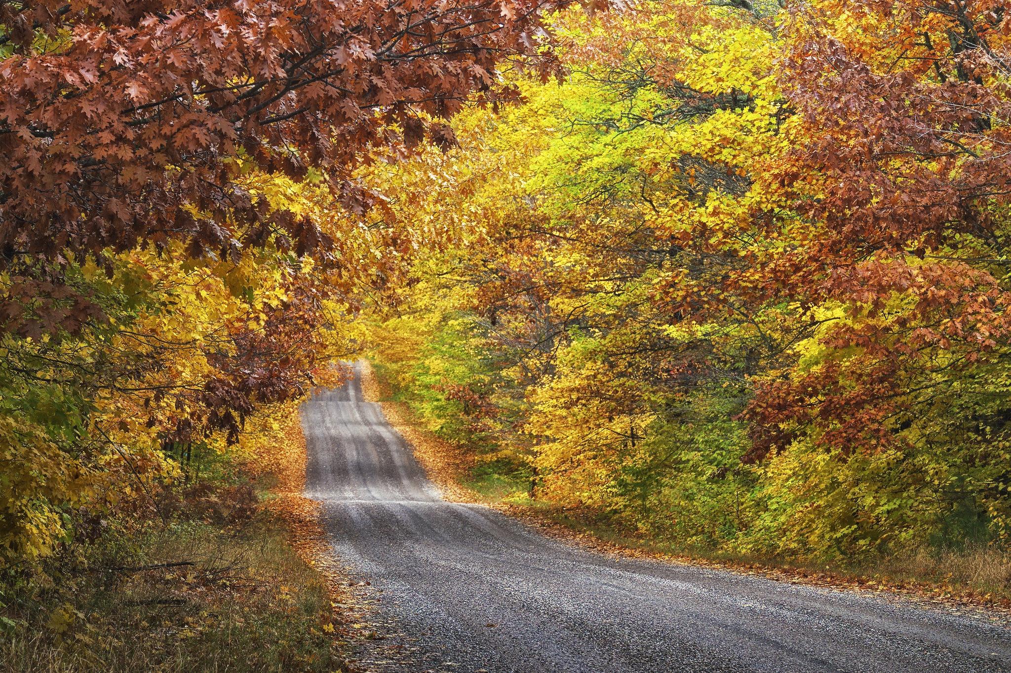 Wallpapers autumn leaves road paved road on the desktop