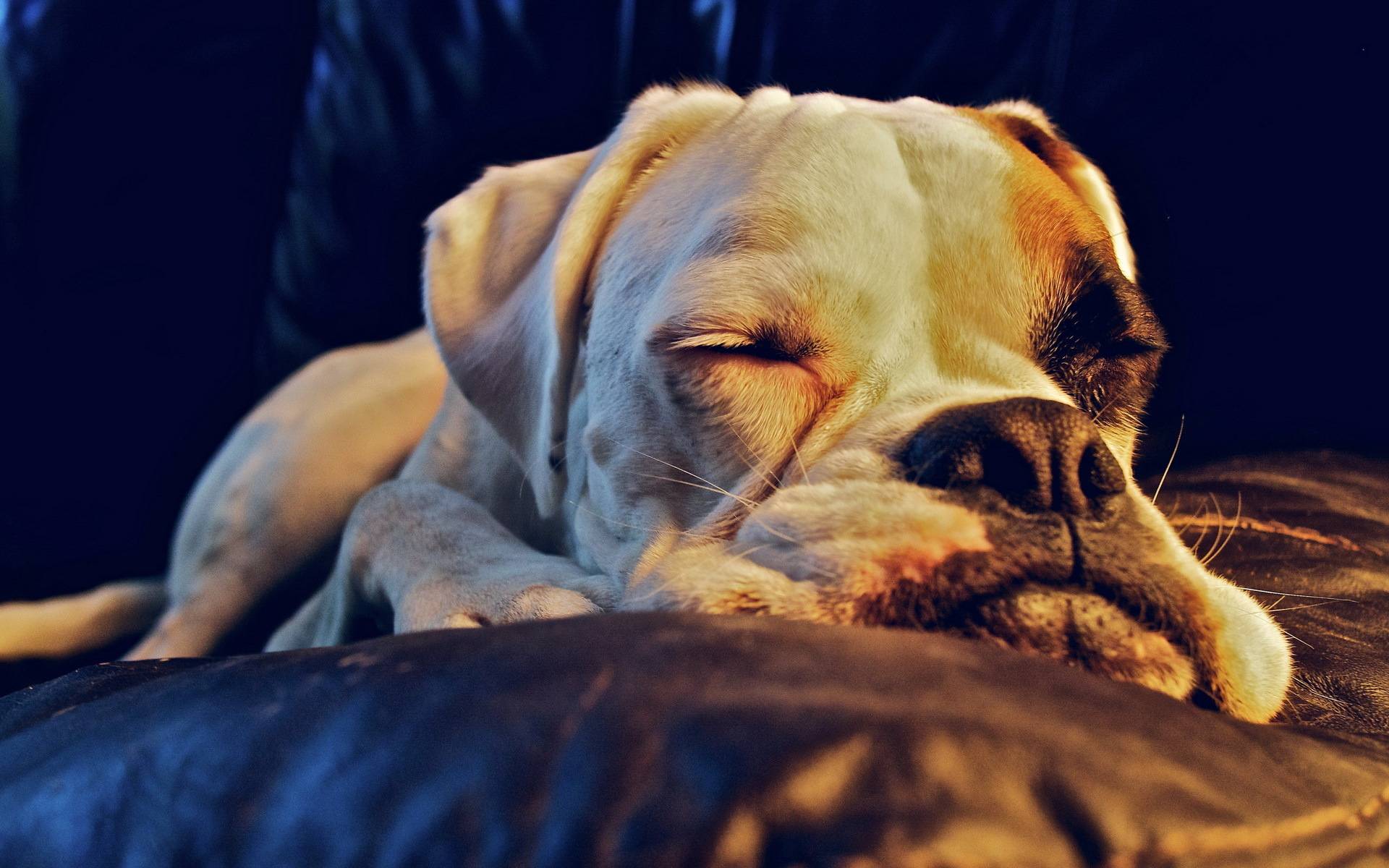 Wallpapers paws dog asleep on the desktop