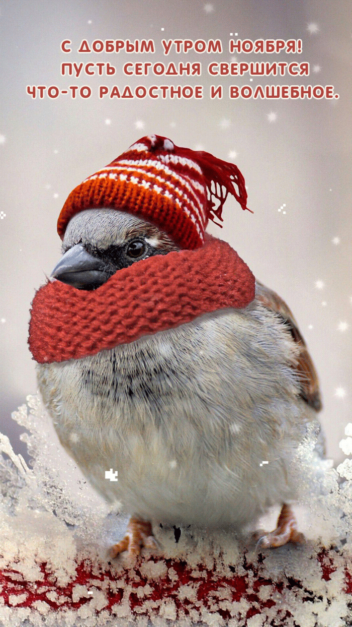 Бесплатная открытка Воробей встречает доброе утро ноября