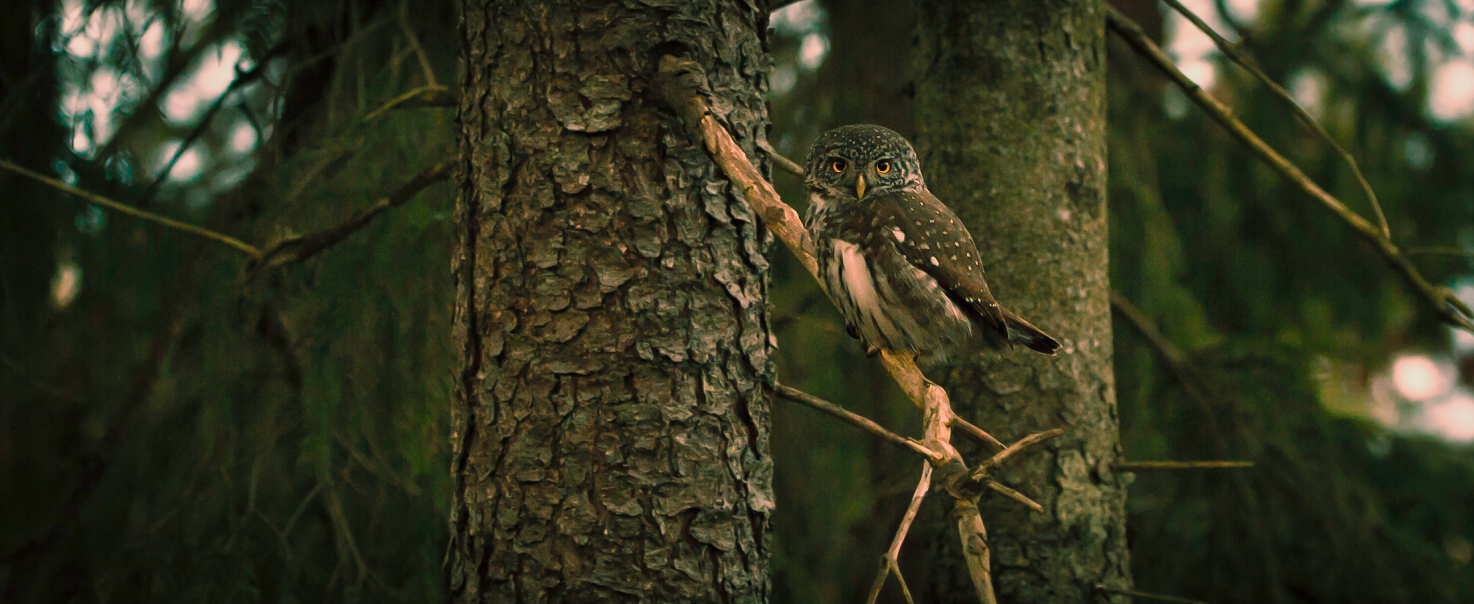 Free photo A cool owl sitting on a tree branch.