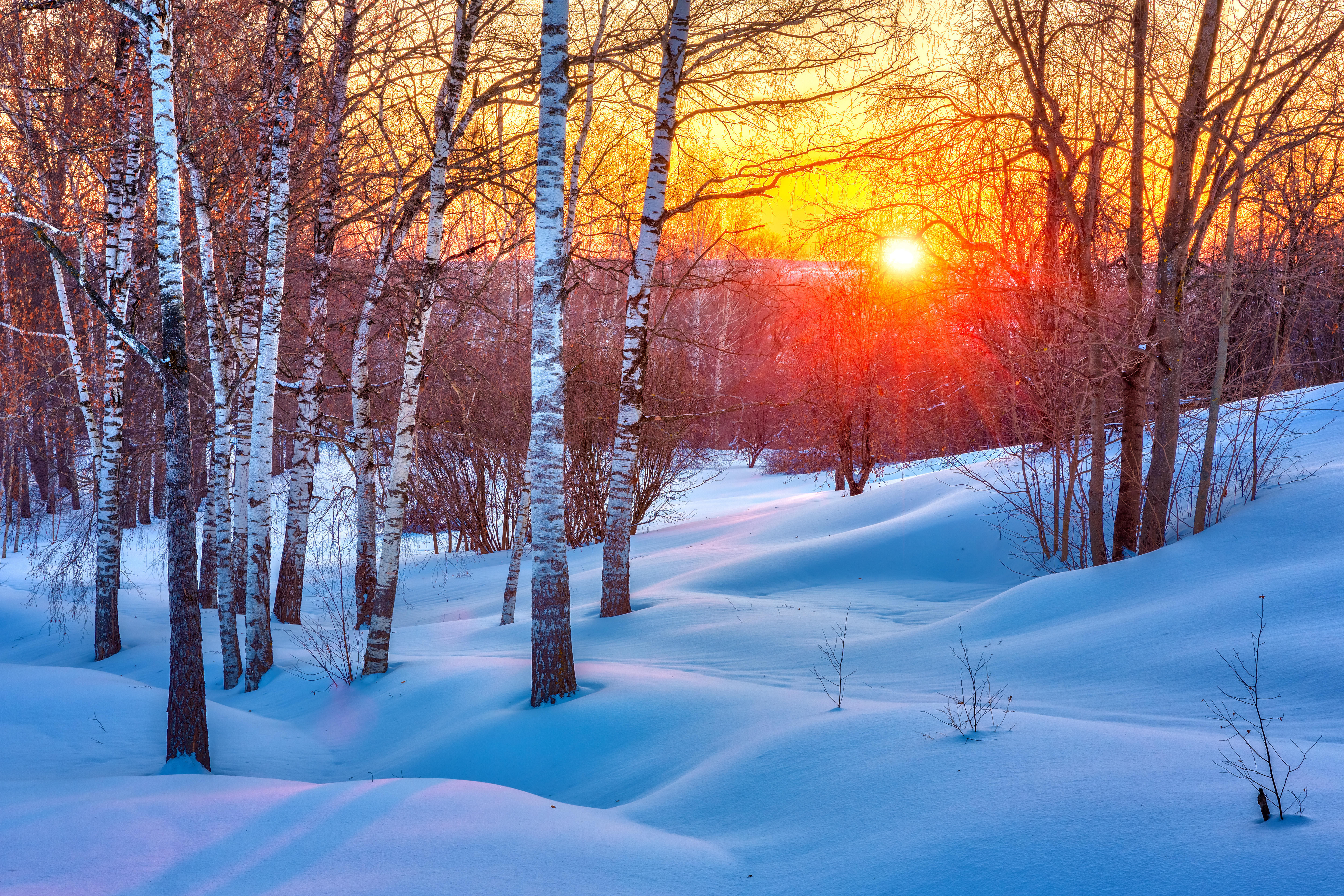 Wallpapers snow trees evening on the desktop