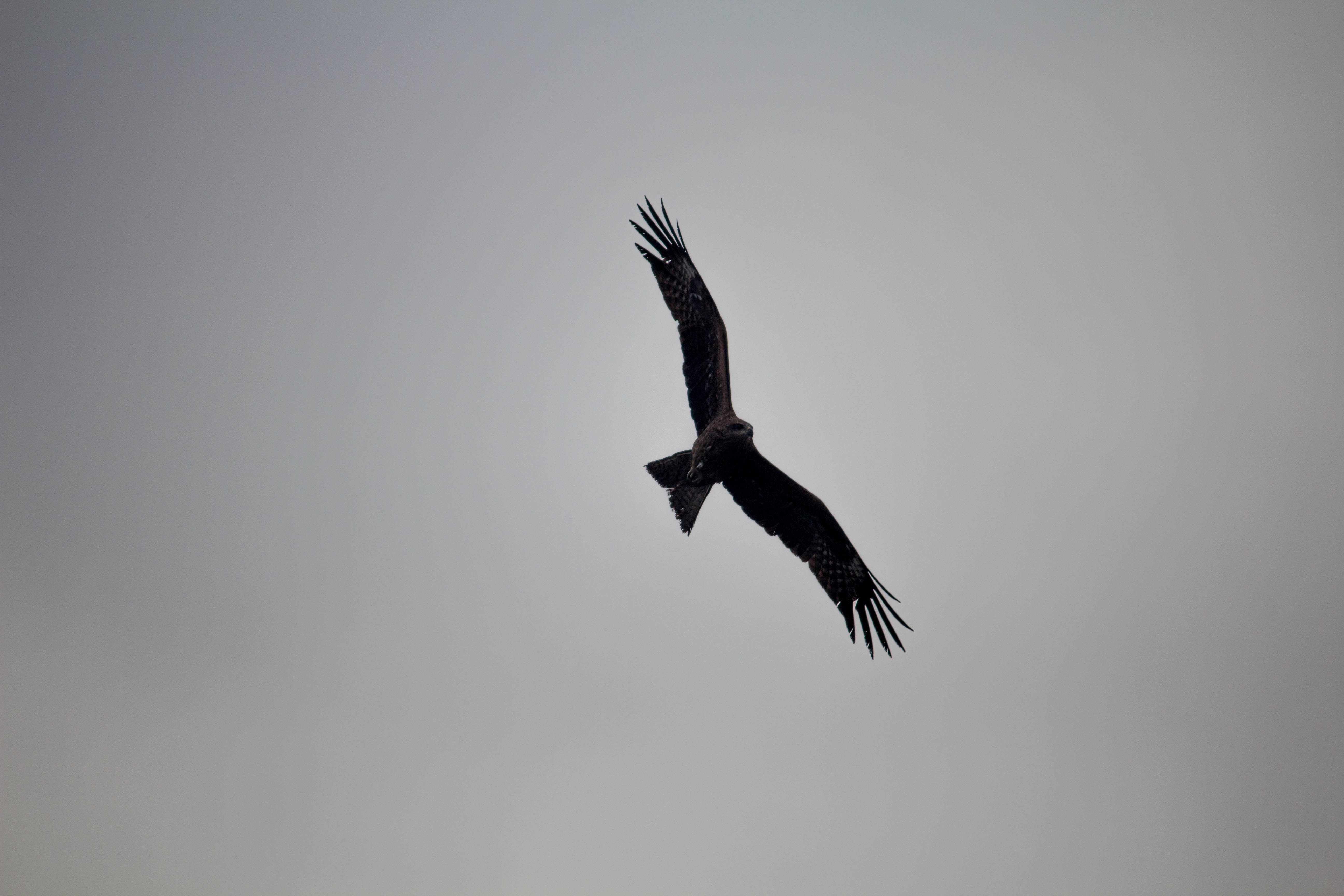 桌面上的壁纸鸟类 鹰 壁纸