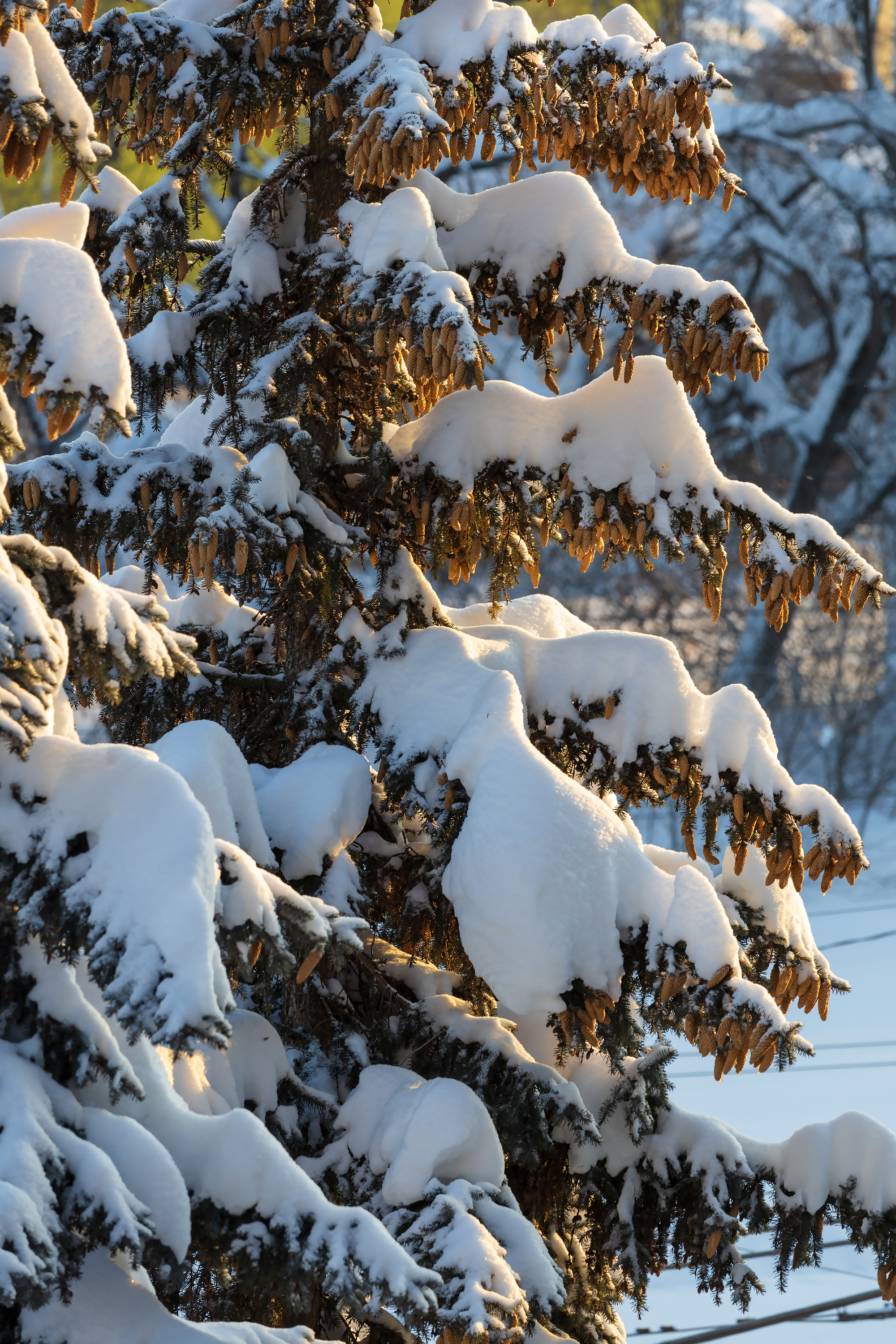 Бесплатное фото Шишки на снежных ветвях ели