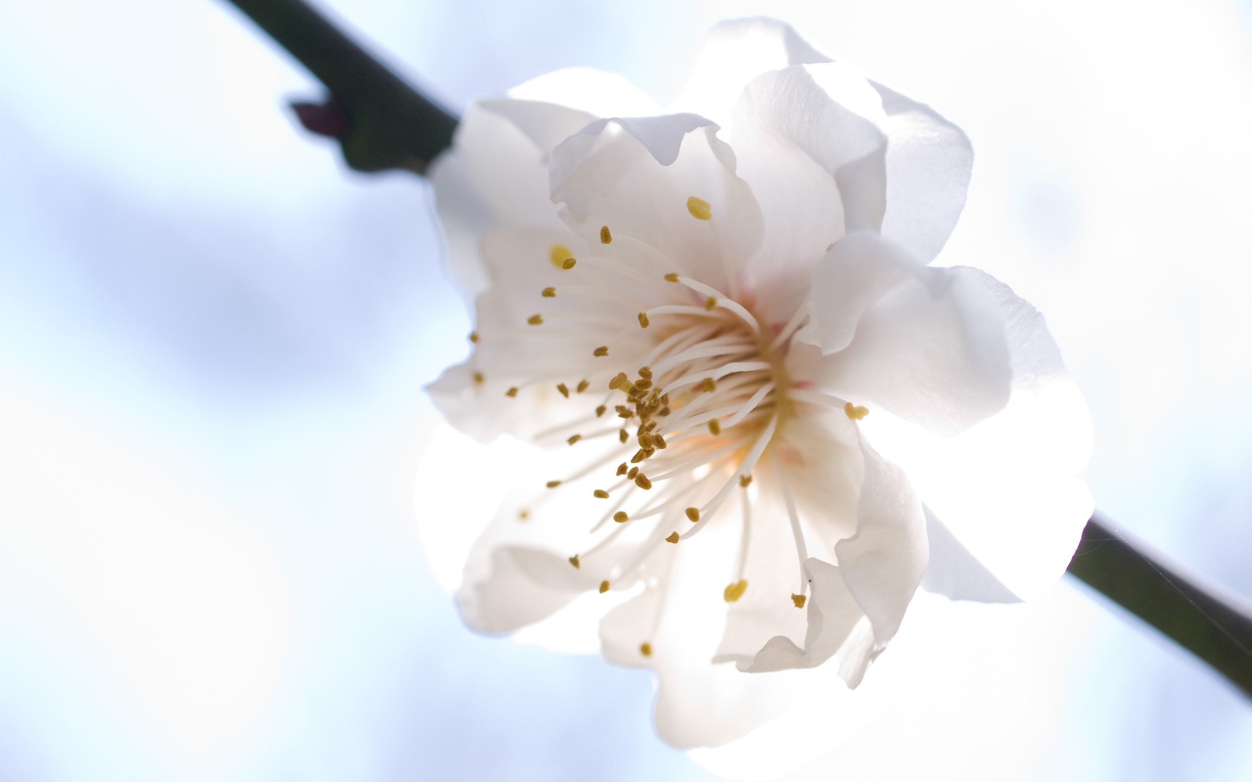 The cherry blossom, symbol of Japan, with white petals and numerous stamens in the center.