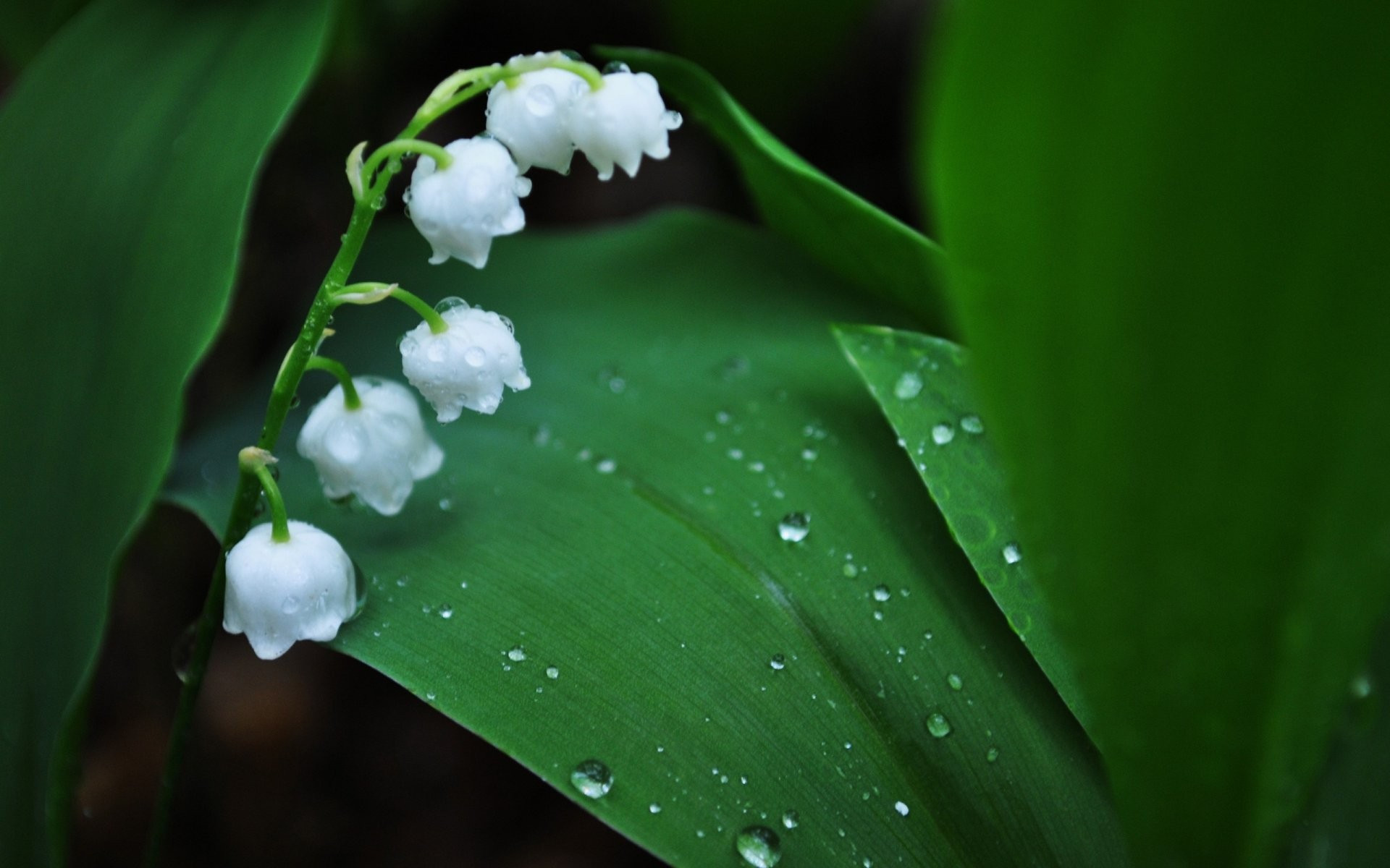 免费照片雨中的山谷百合壁纸