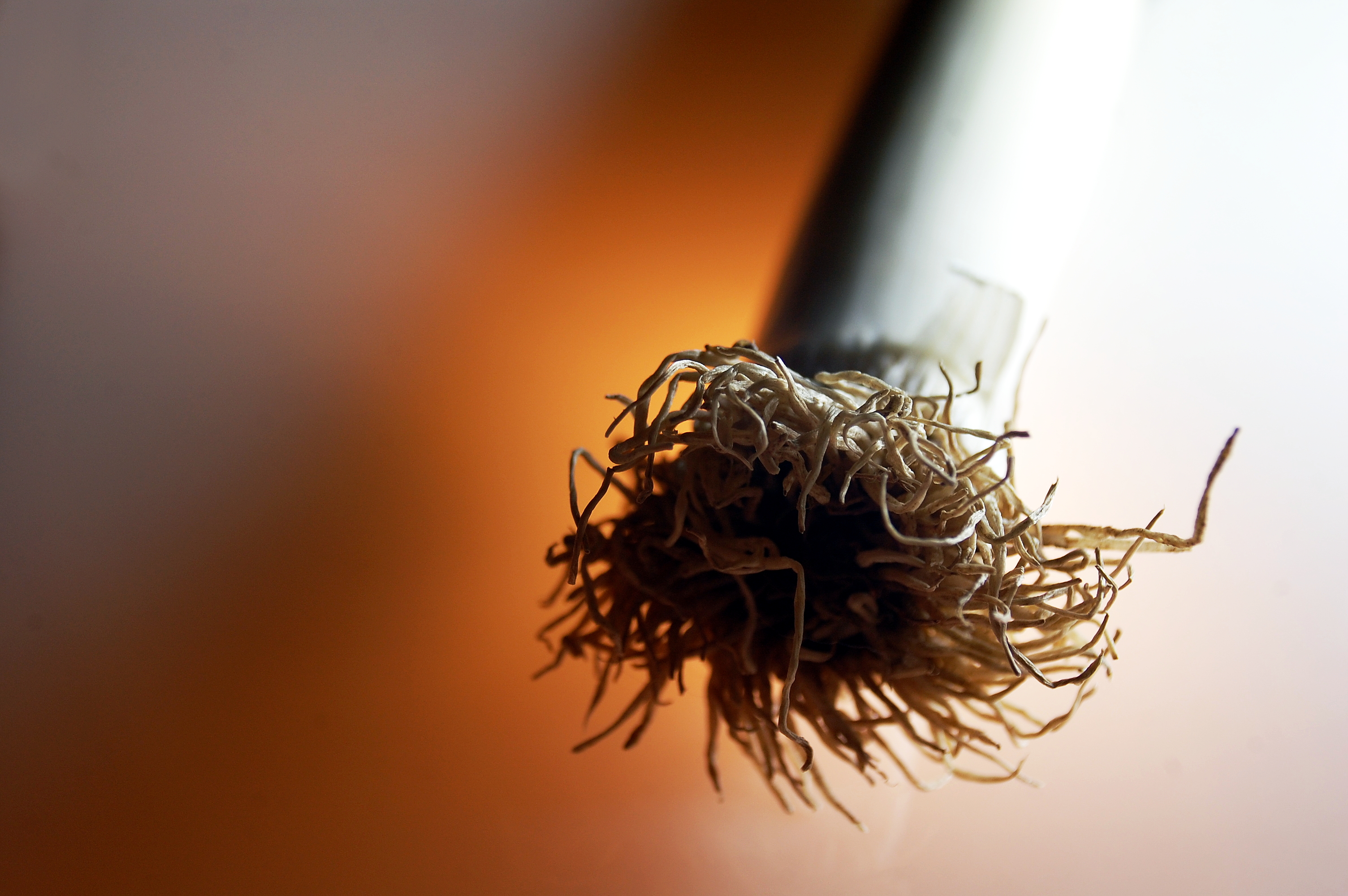 Сухой цветок Марьям