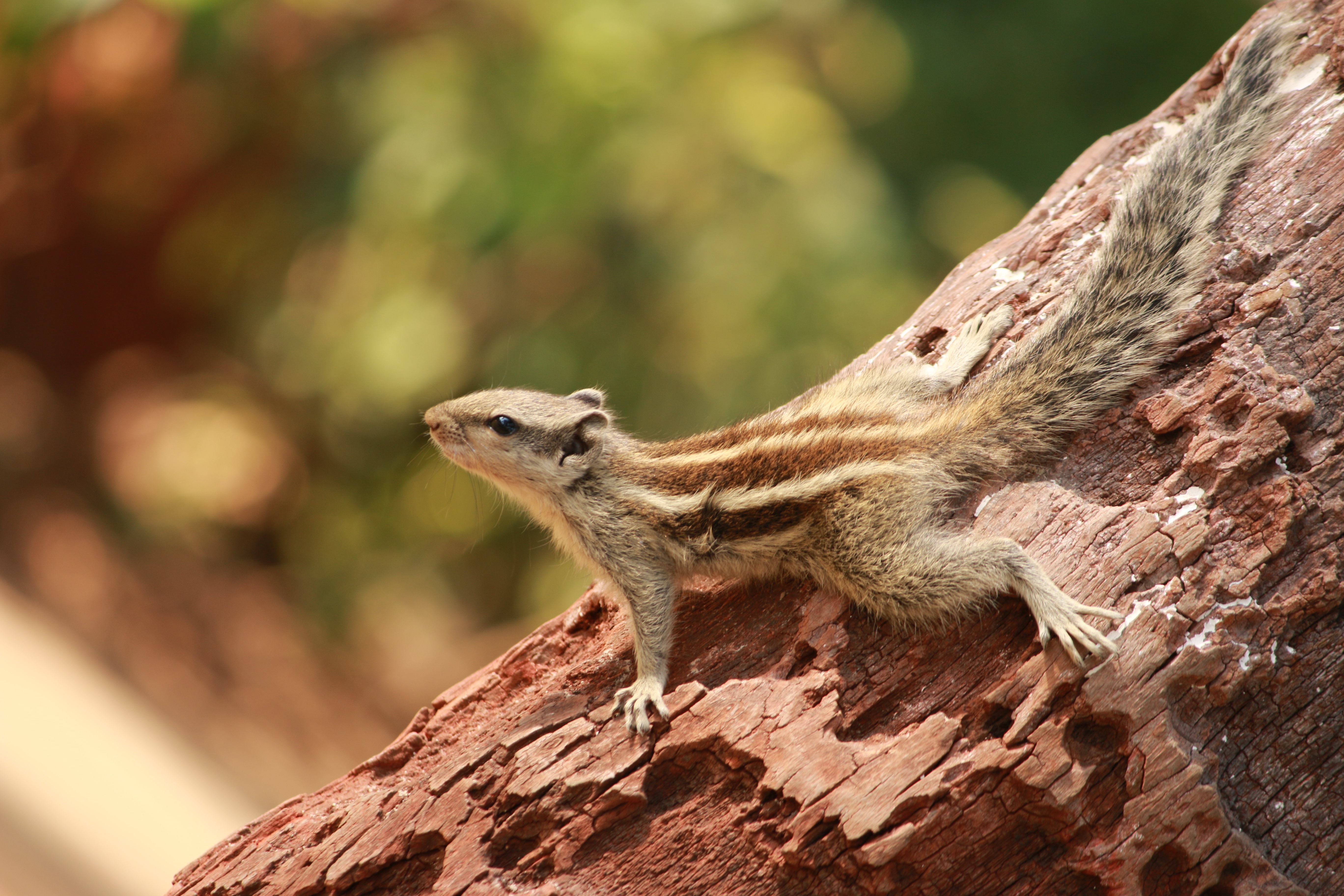 Wallpapers squirrel small tree on the desktop