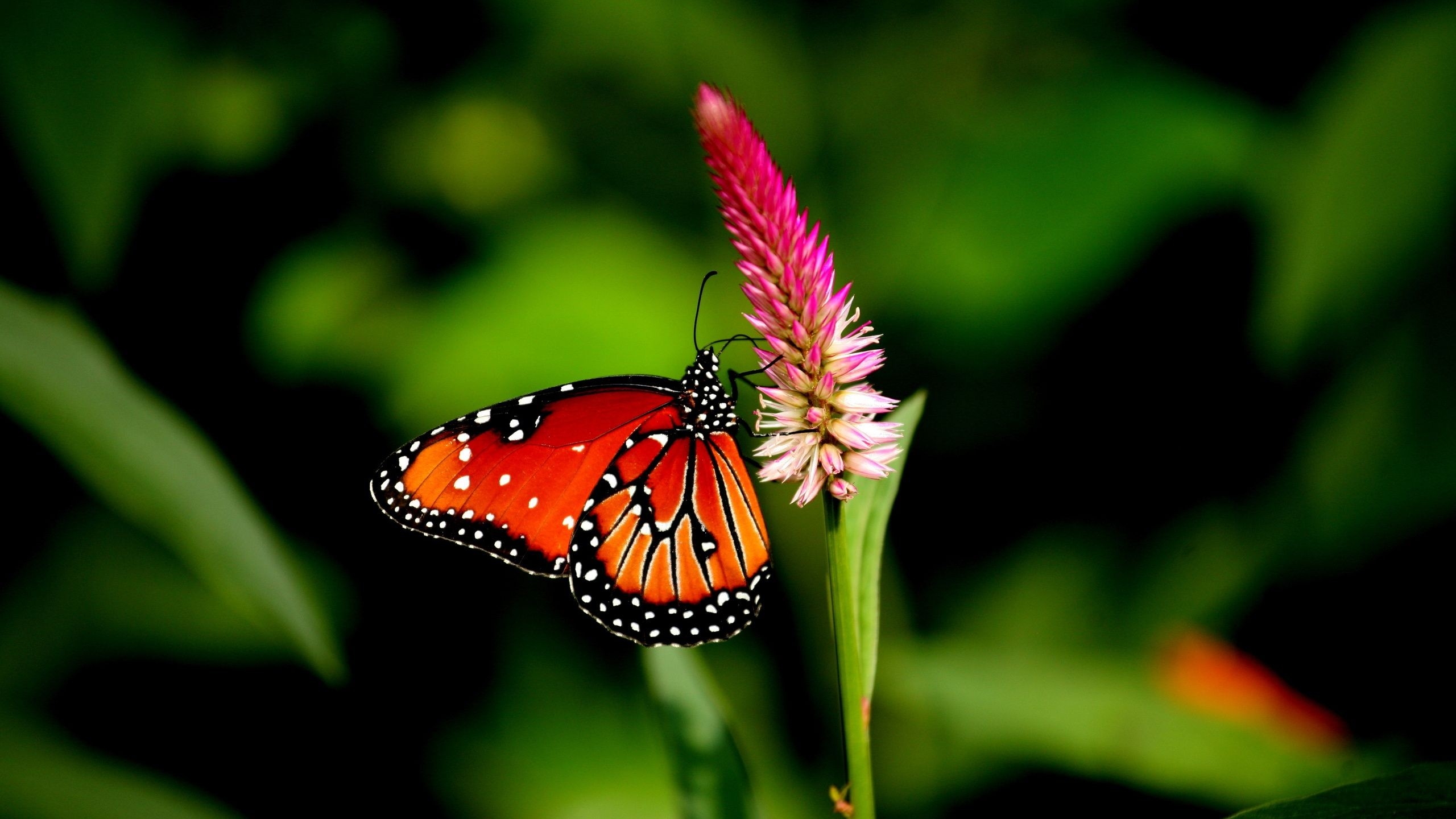 Free photo A beautiful butterfly on a pink flower.