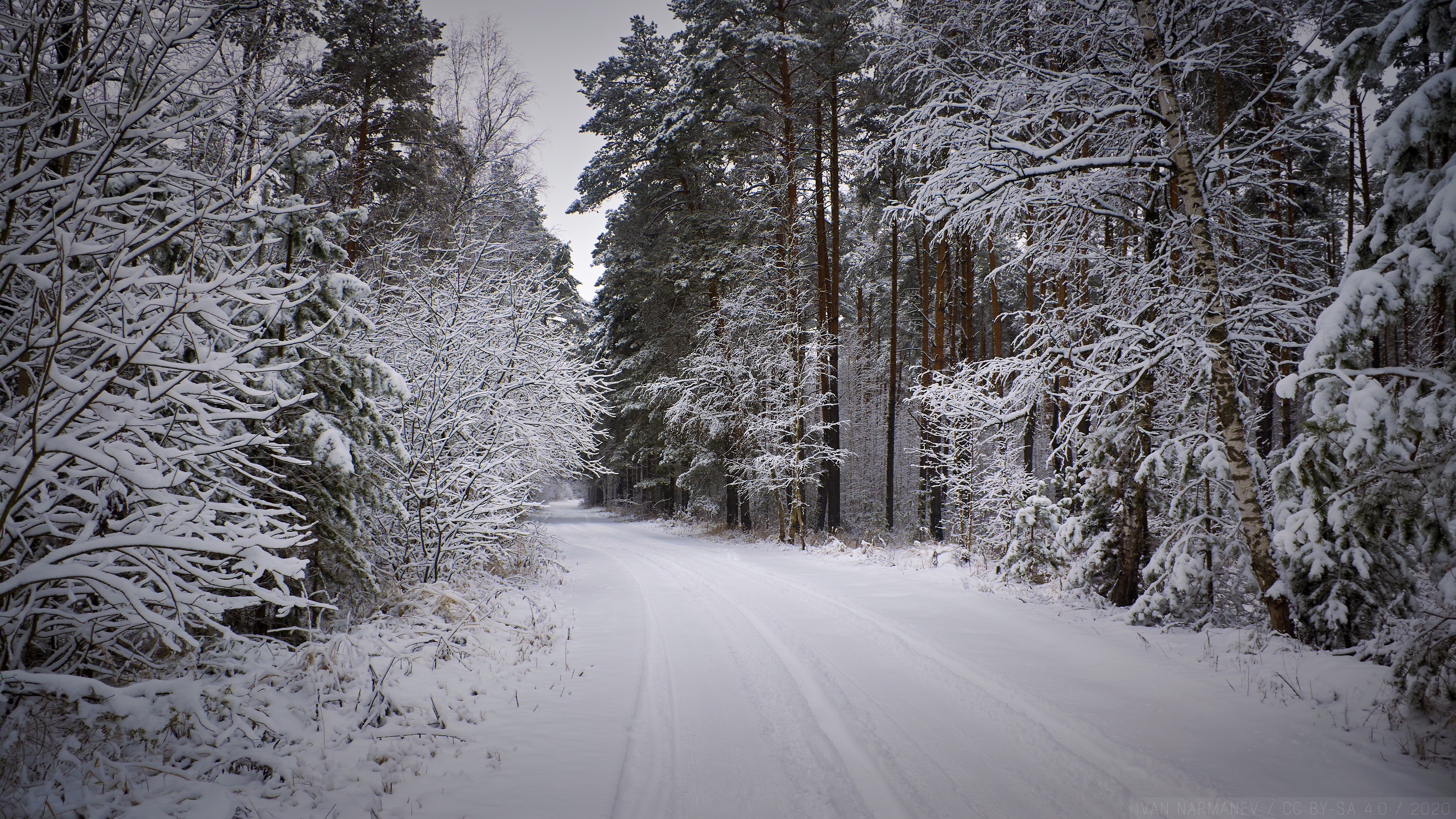 一条有汽车痕迹的雪地森林公路