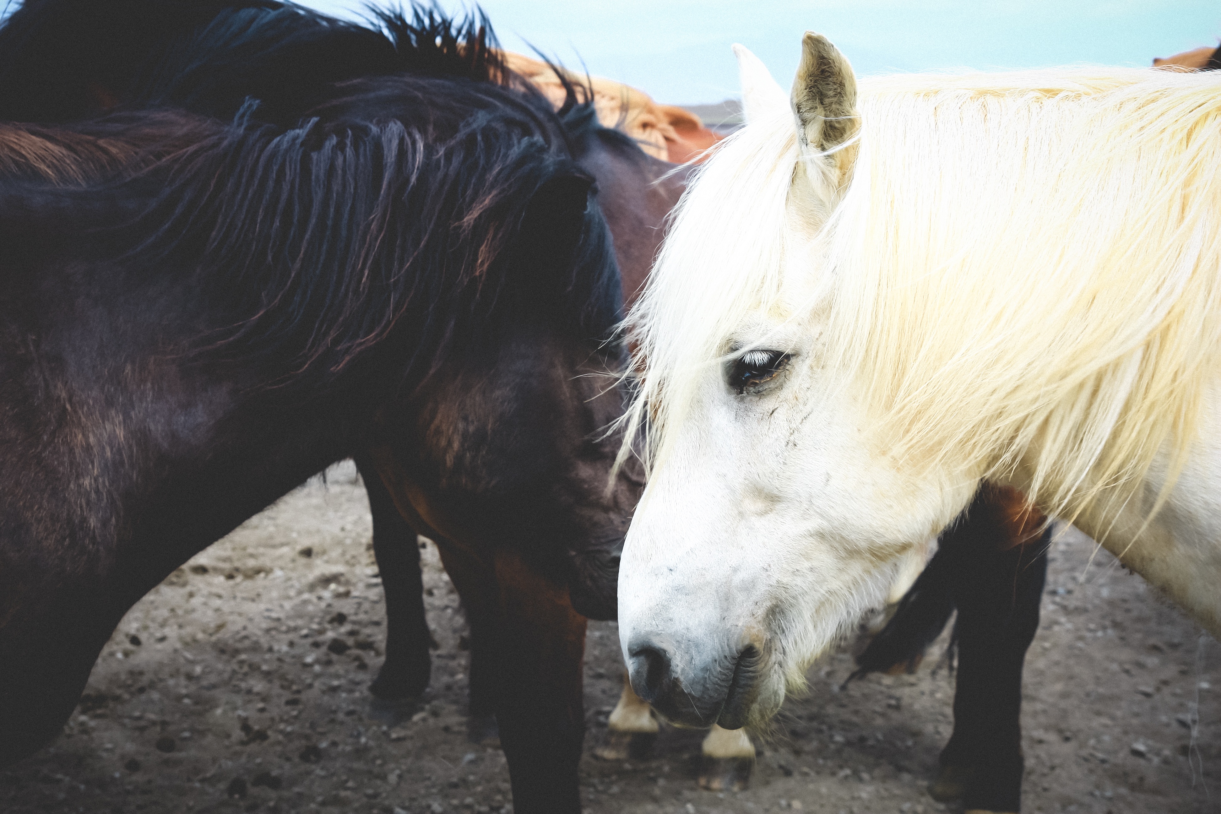 Wallpapers animal flock horse on the desktop