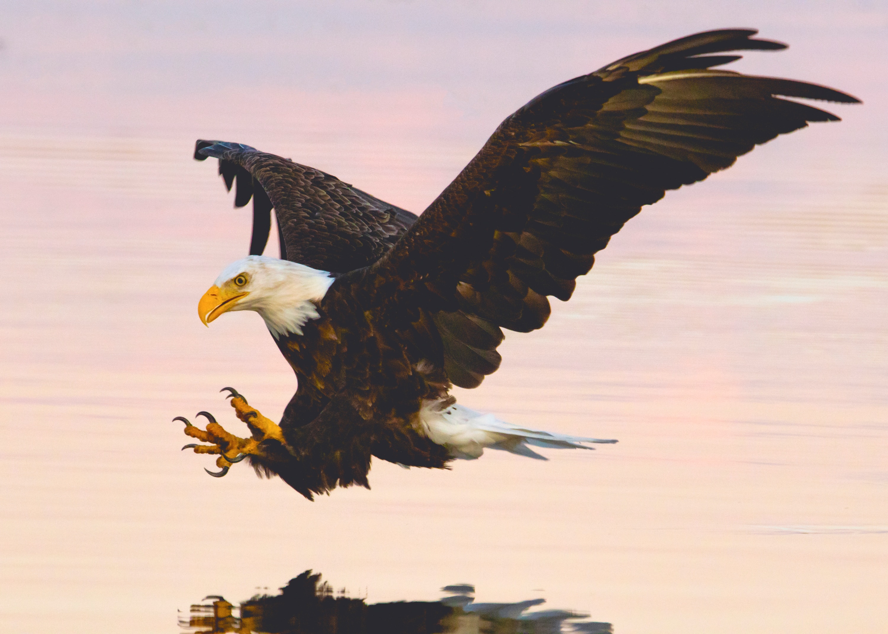 Wallpapers eagle birds flies on the desktop