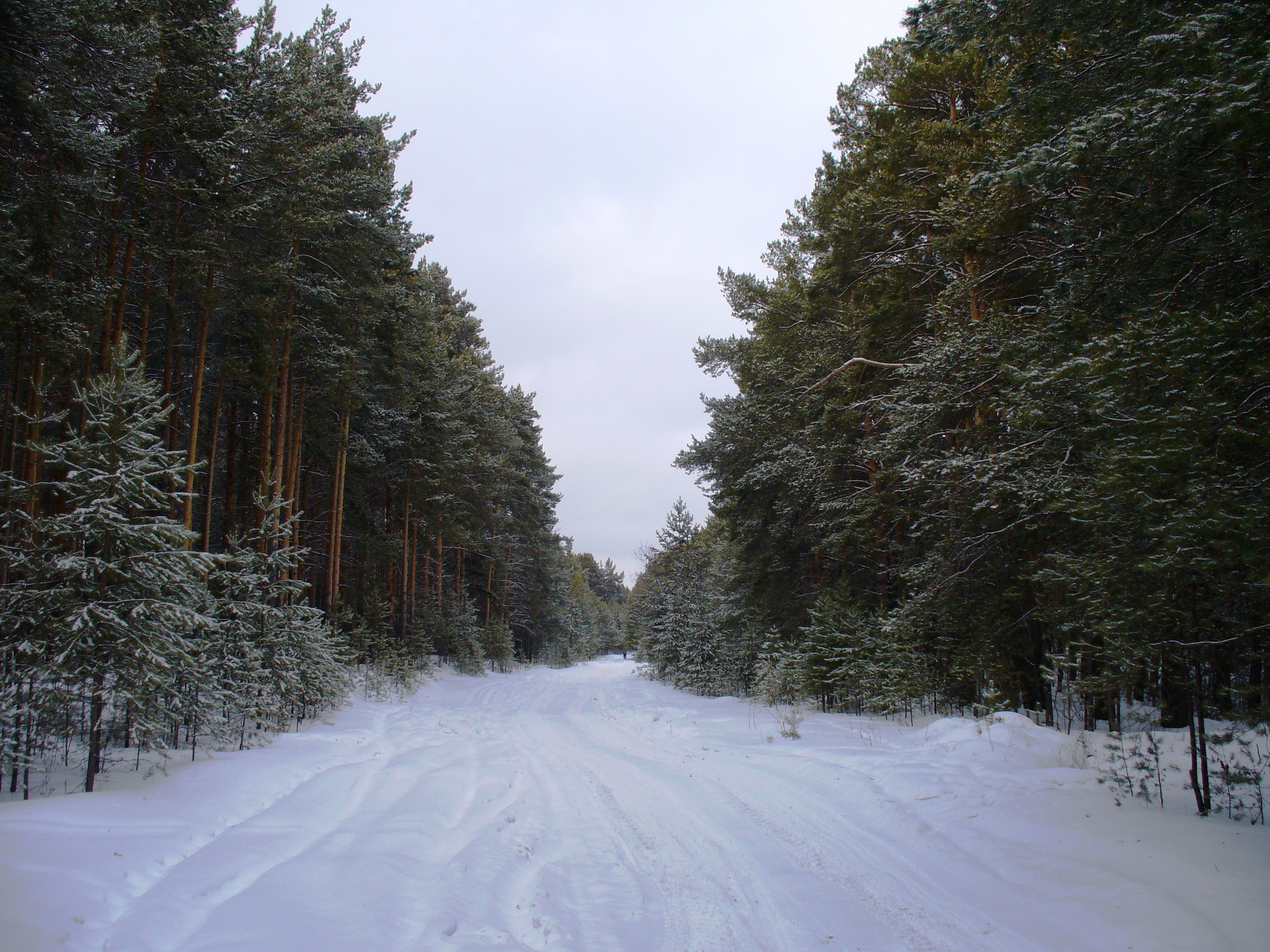 Бесплатное фото Сосновый лес зимой в Сибири