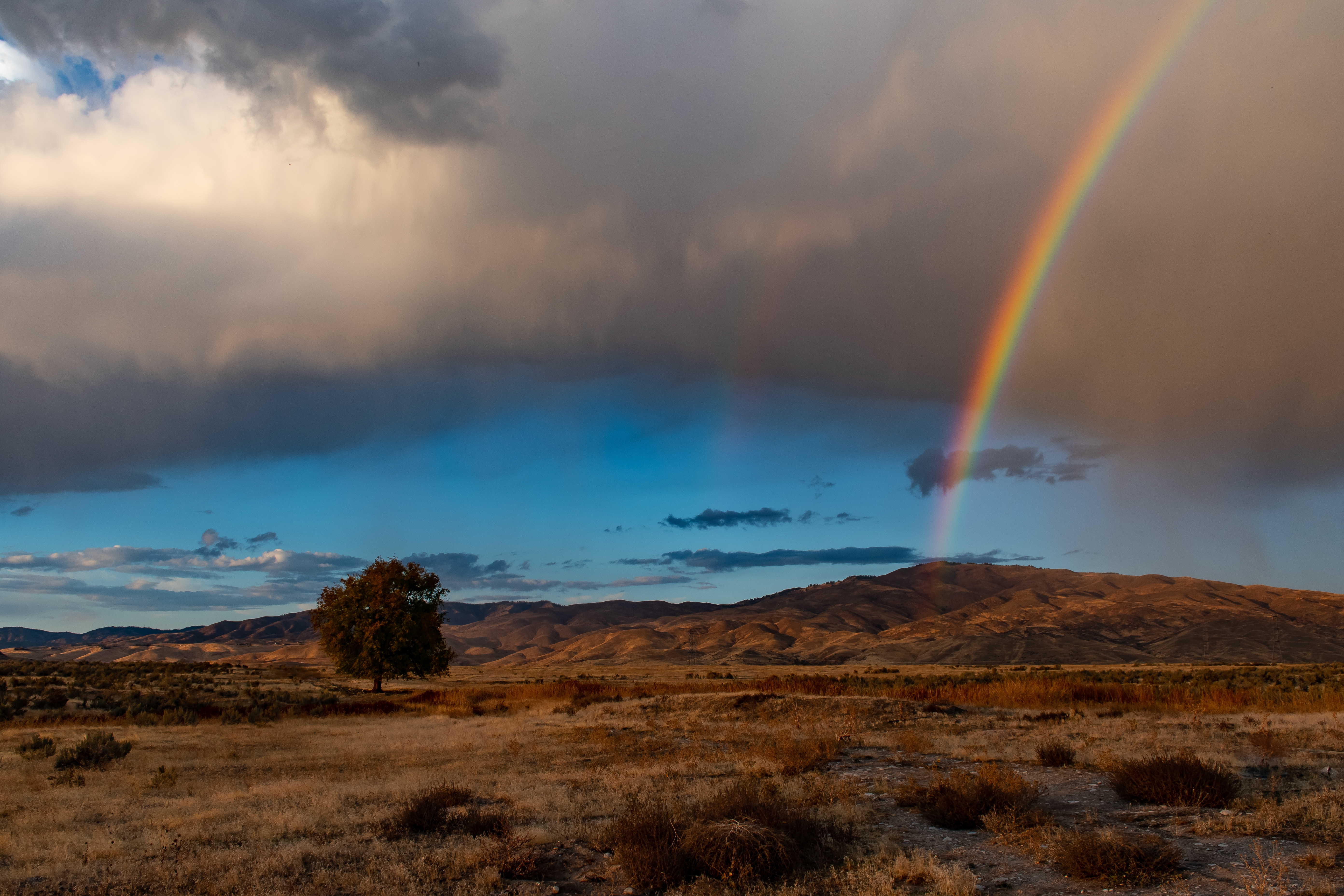 Free photo A picturesque rainbow in a field with a lone autumn tree