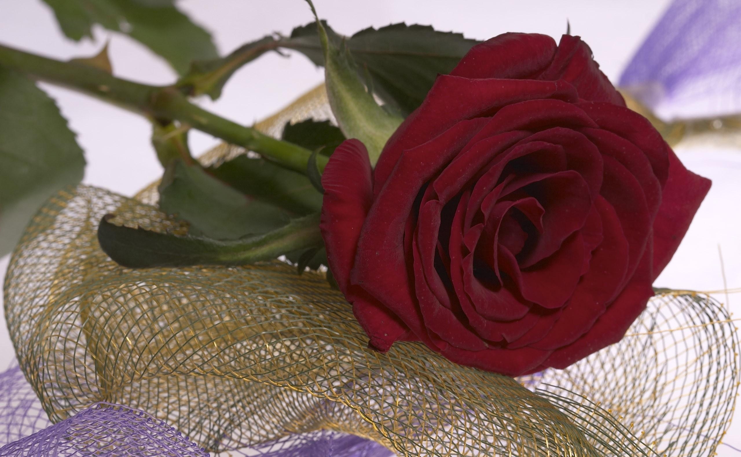 Wallpapers rose flower red on the desktop
