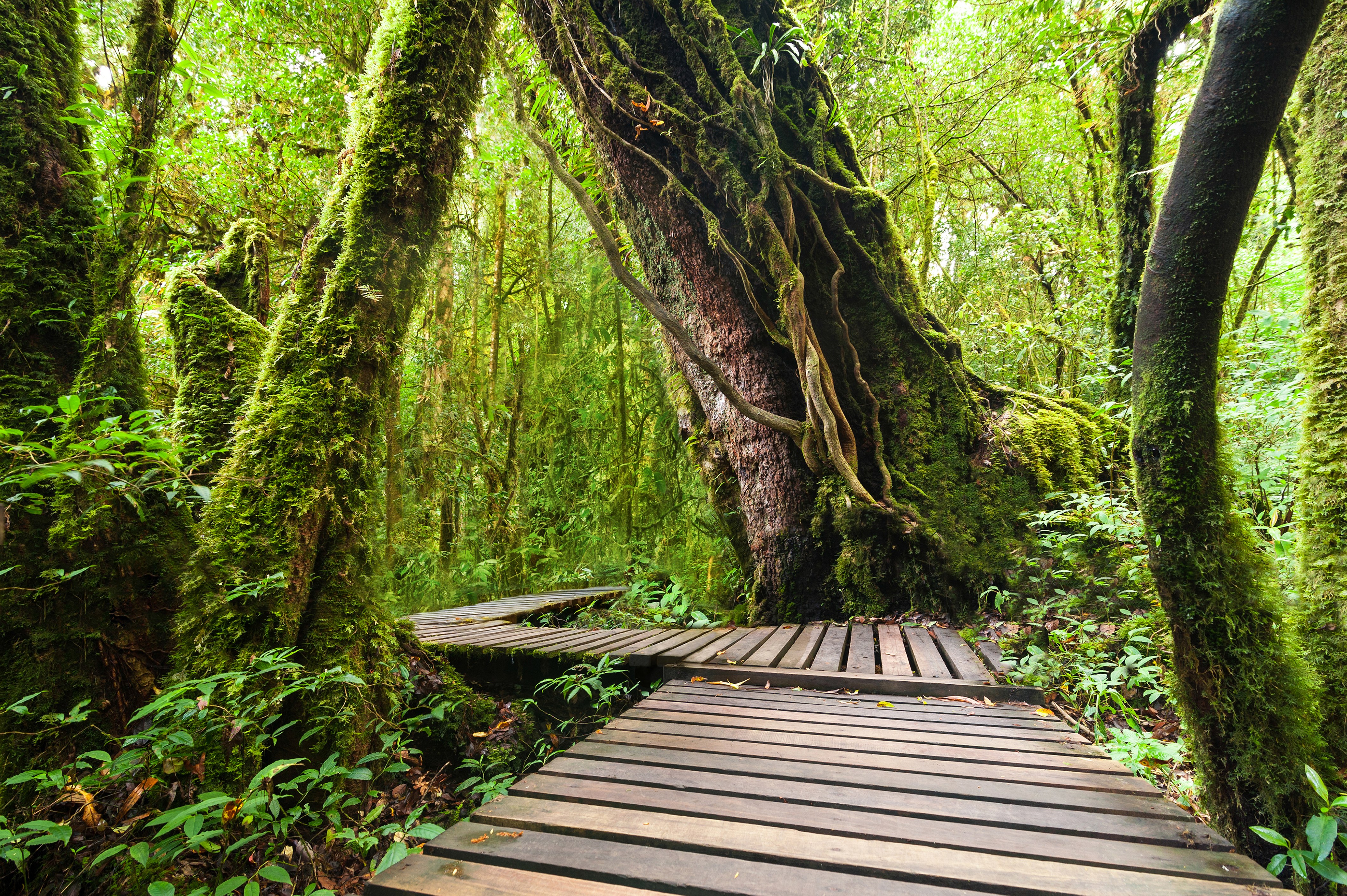 Wallpapers forest tropical trees on the desktop