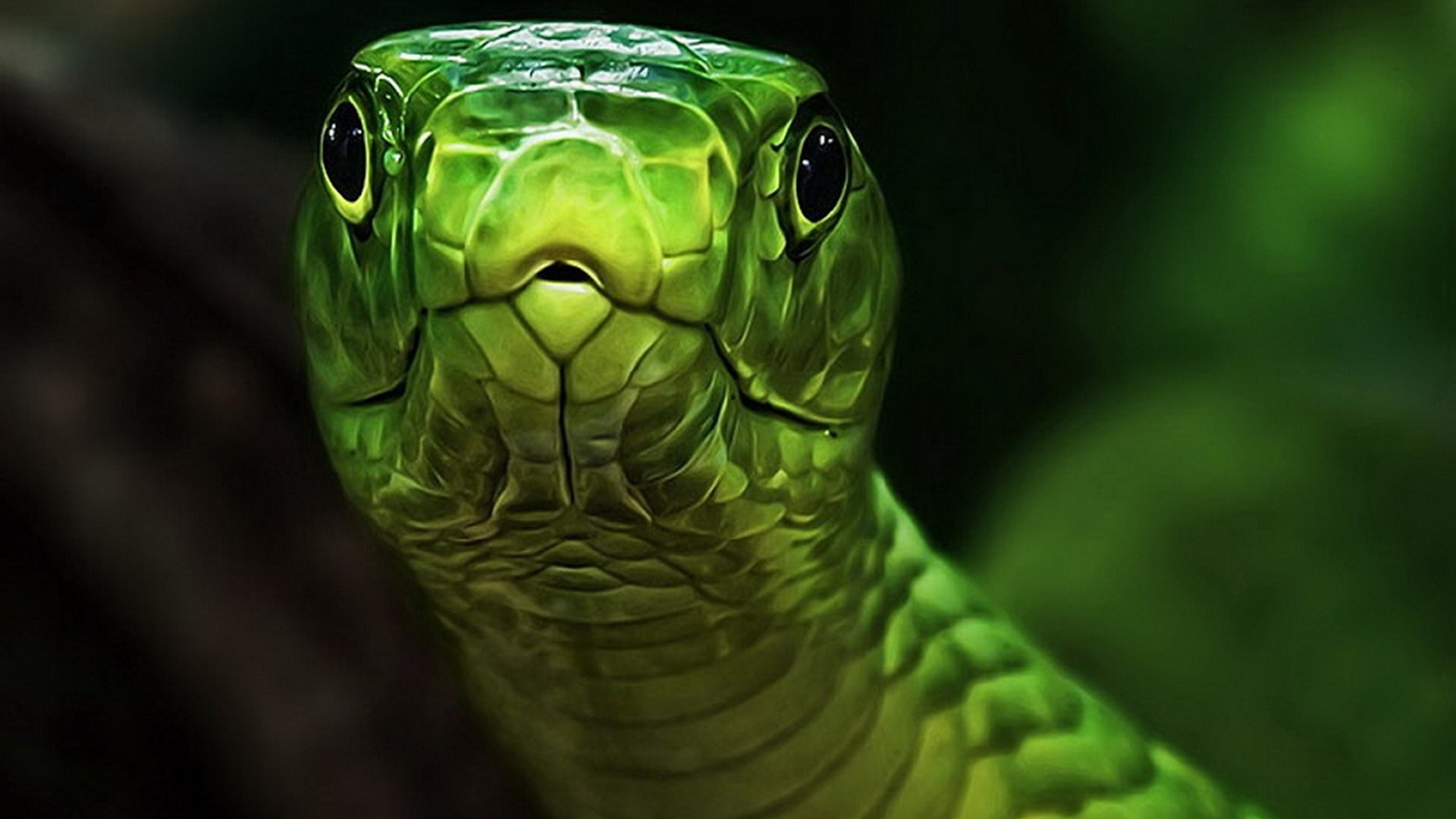 Free photo A western green mamba stares into the camera