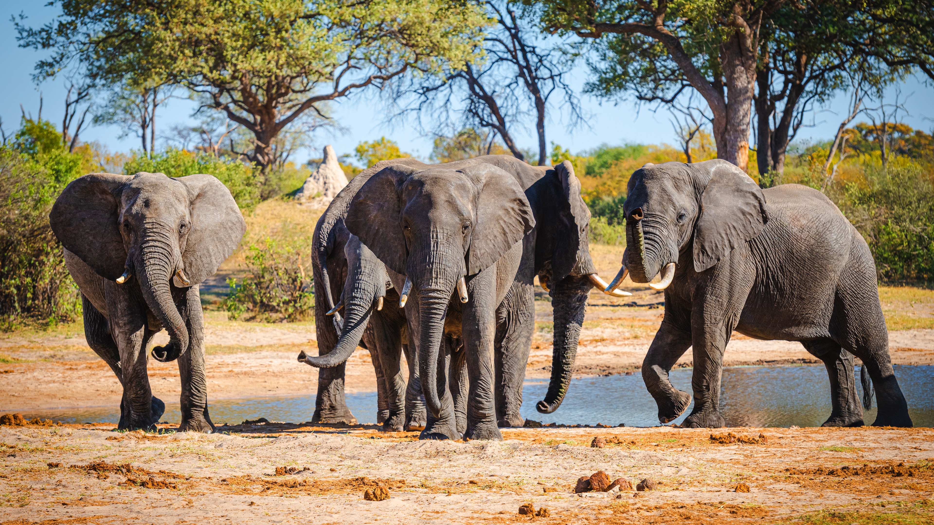 Free photo An elephant family came to the water source