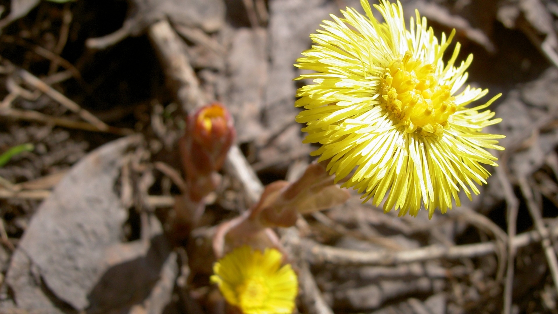 桌面上的壁纸黄花 小花 枝条