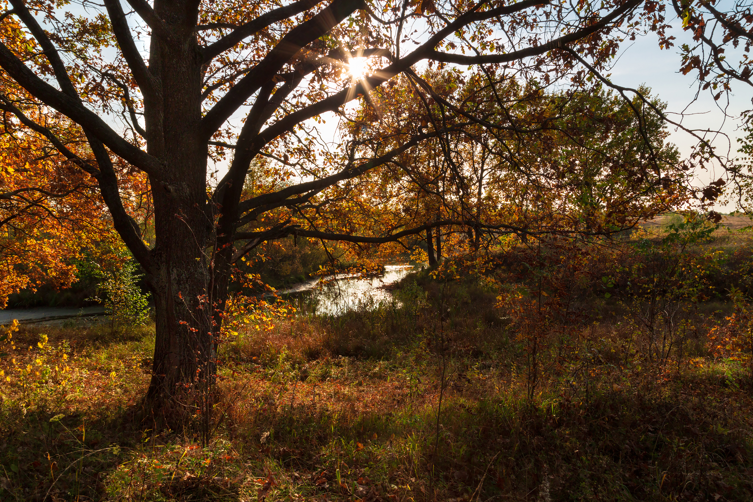 Free photo Autumn sunny landscape