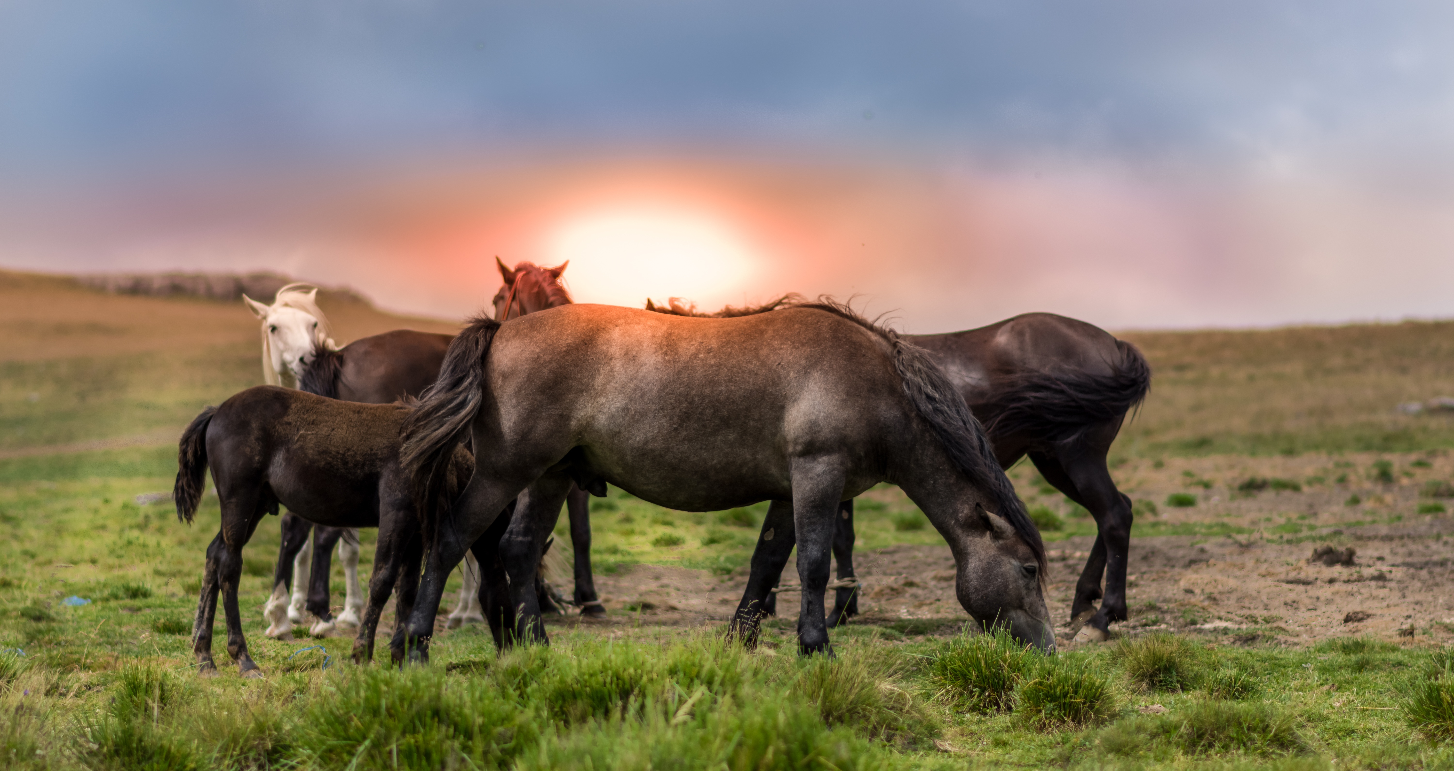 Free photo Horses eating grass in the pasture