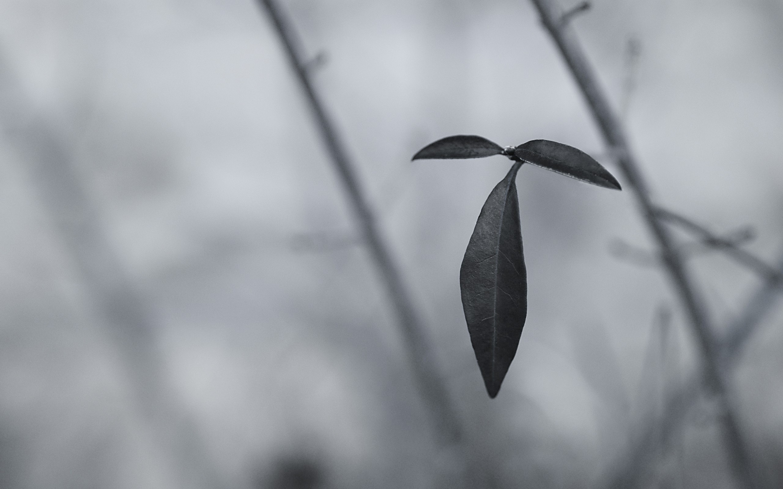 Black and white photos and leaves