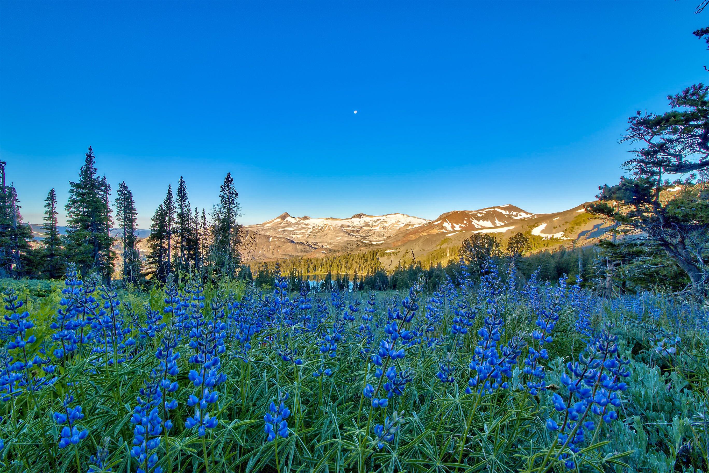 Wallpapers landscape flowers Sierra Nevada on the desktop